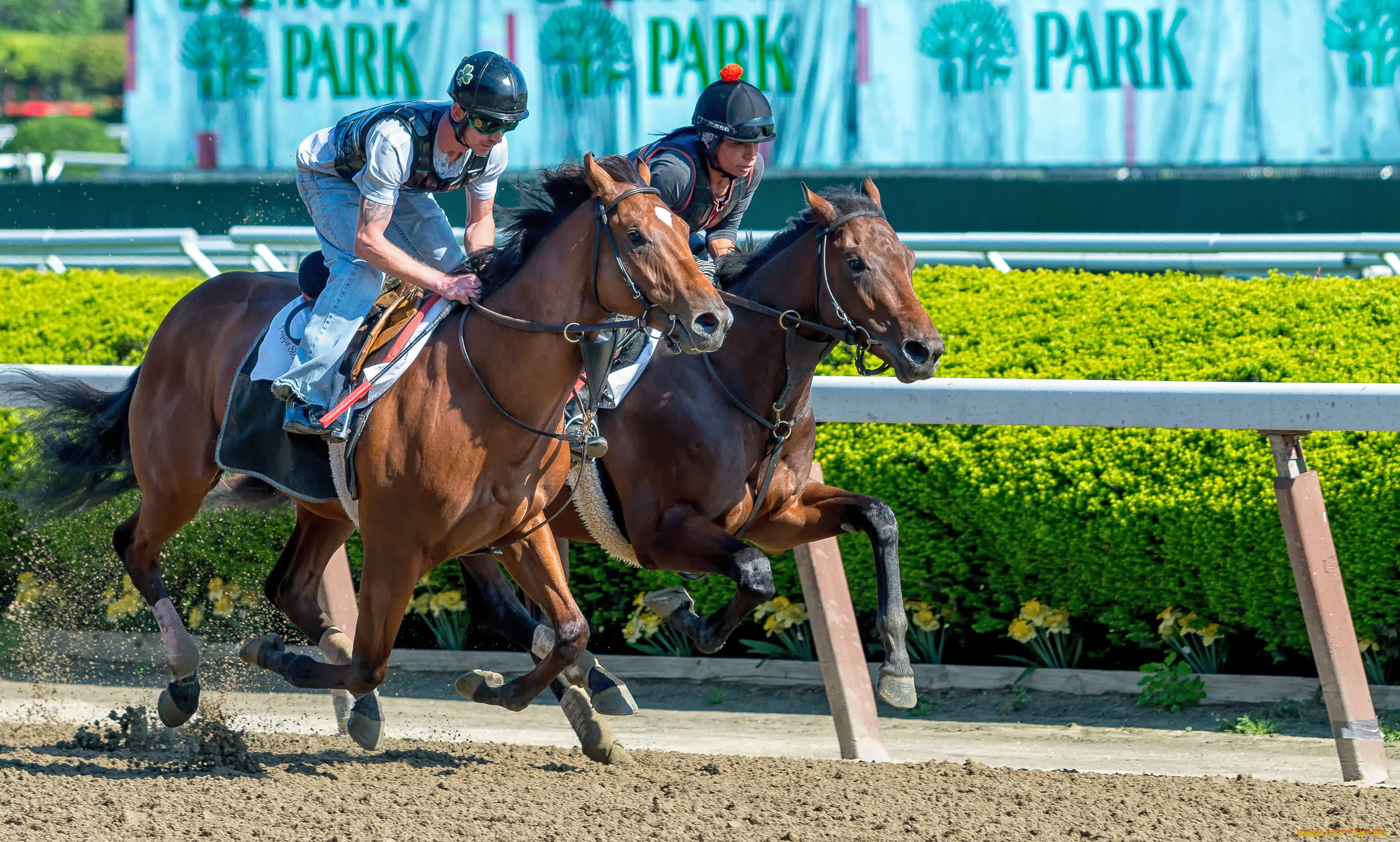 спорт, конный, спорт, ипподром, скачки