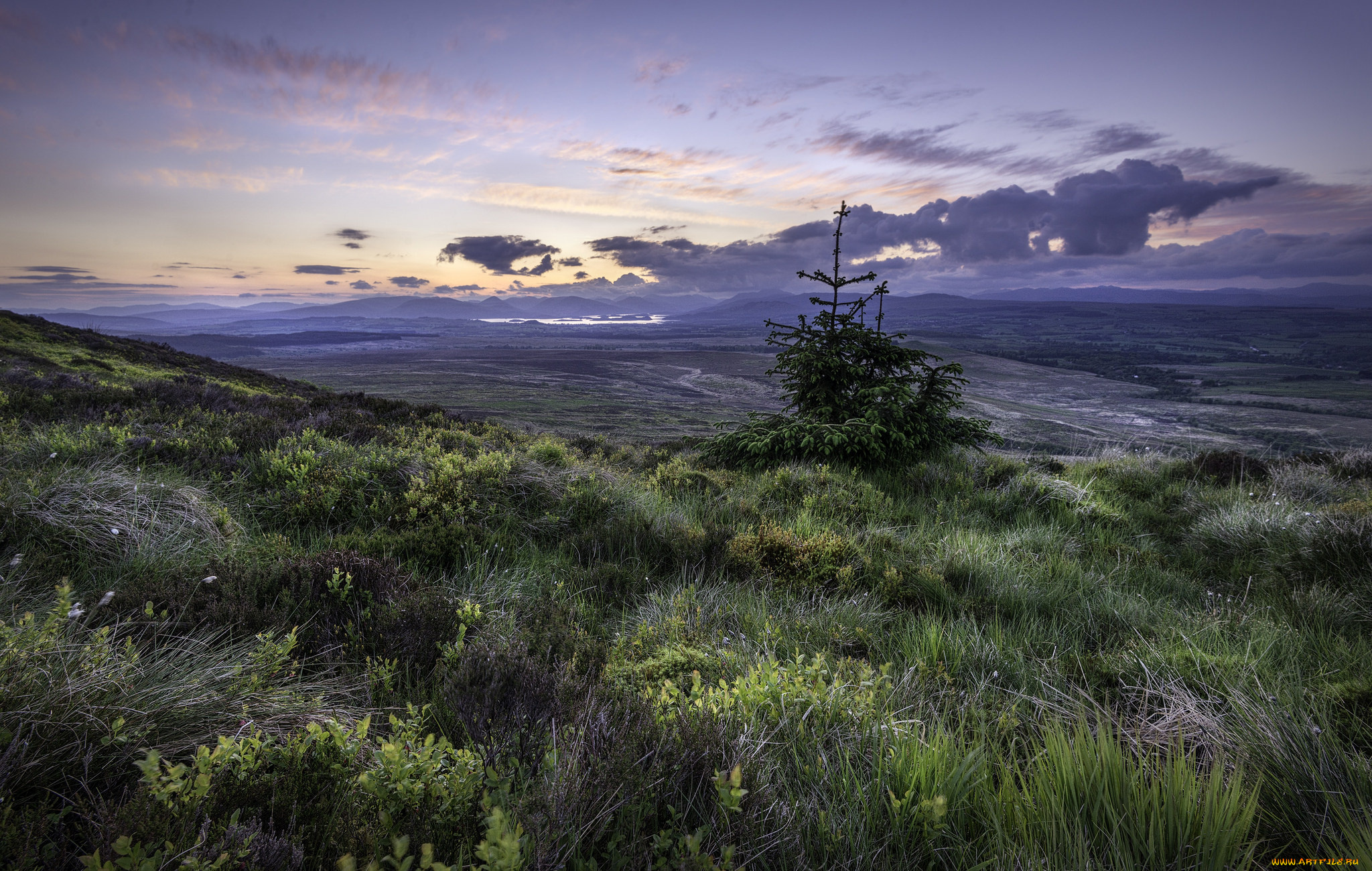 природа, пейзажи, равнина, трава, елка