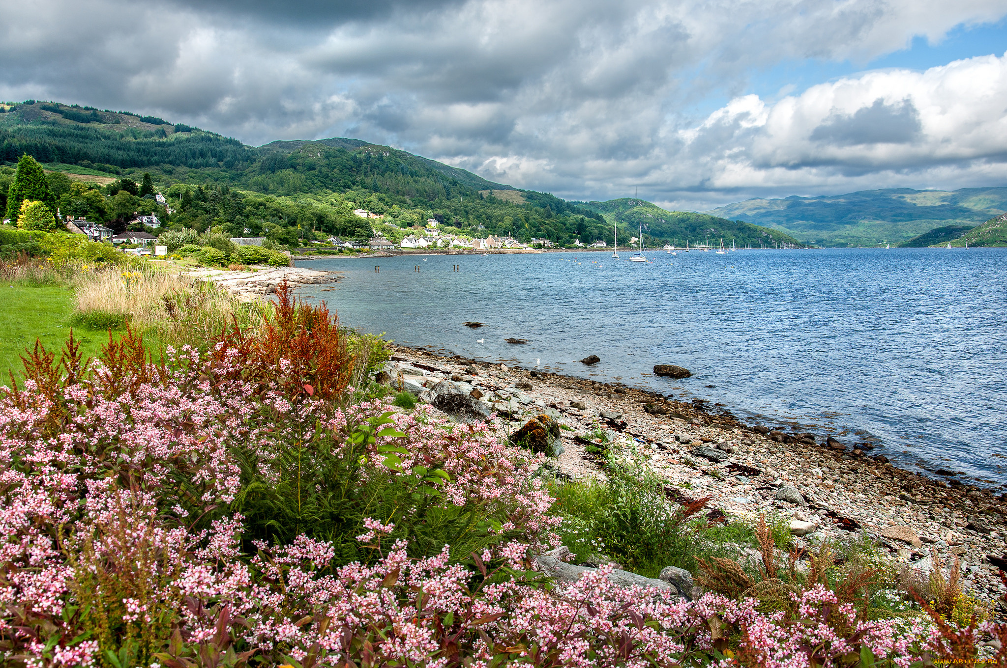 природа, побережье, цветы, океан, луг, бухта