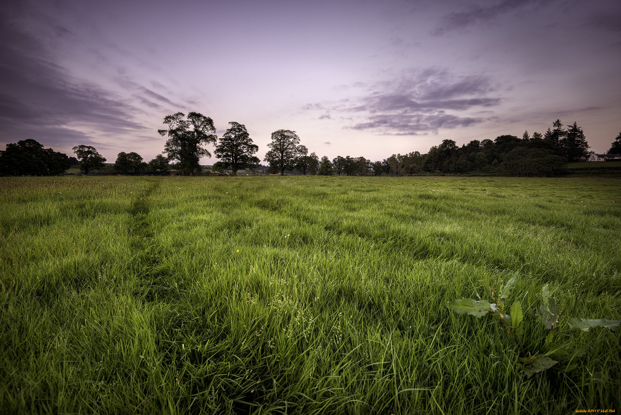 природа, поля, поле, лес, трава