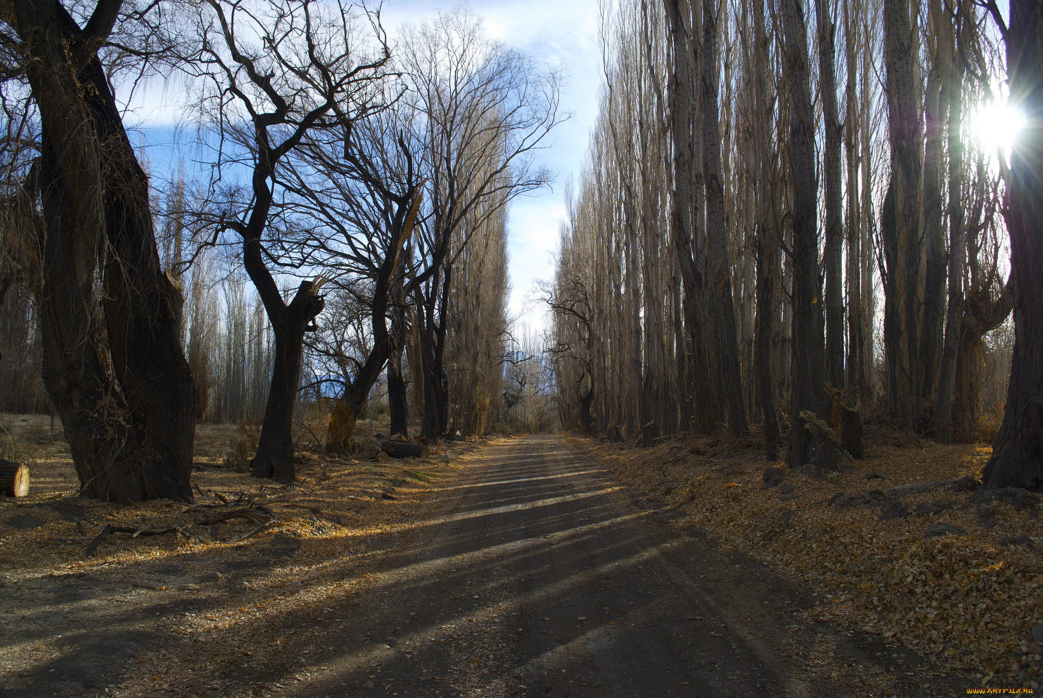 природа, дороги, дорога, аллея, лес