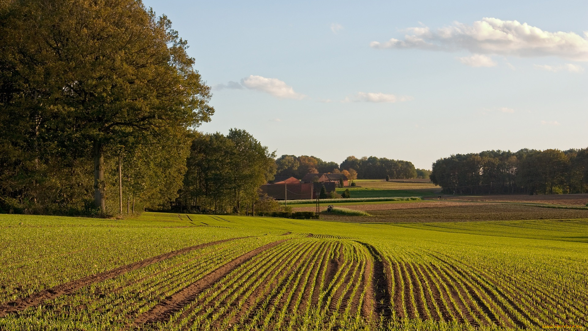 природа, поля, роща, деревья, ряды, поле, дома, ростки