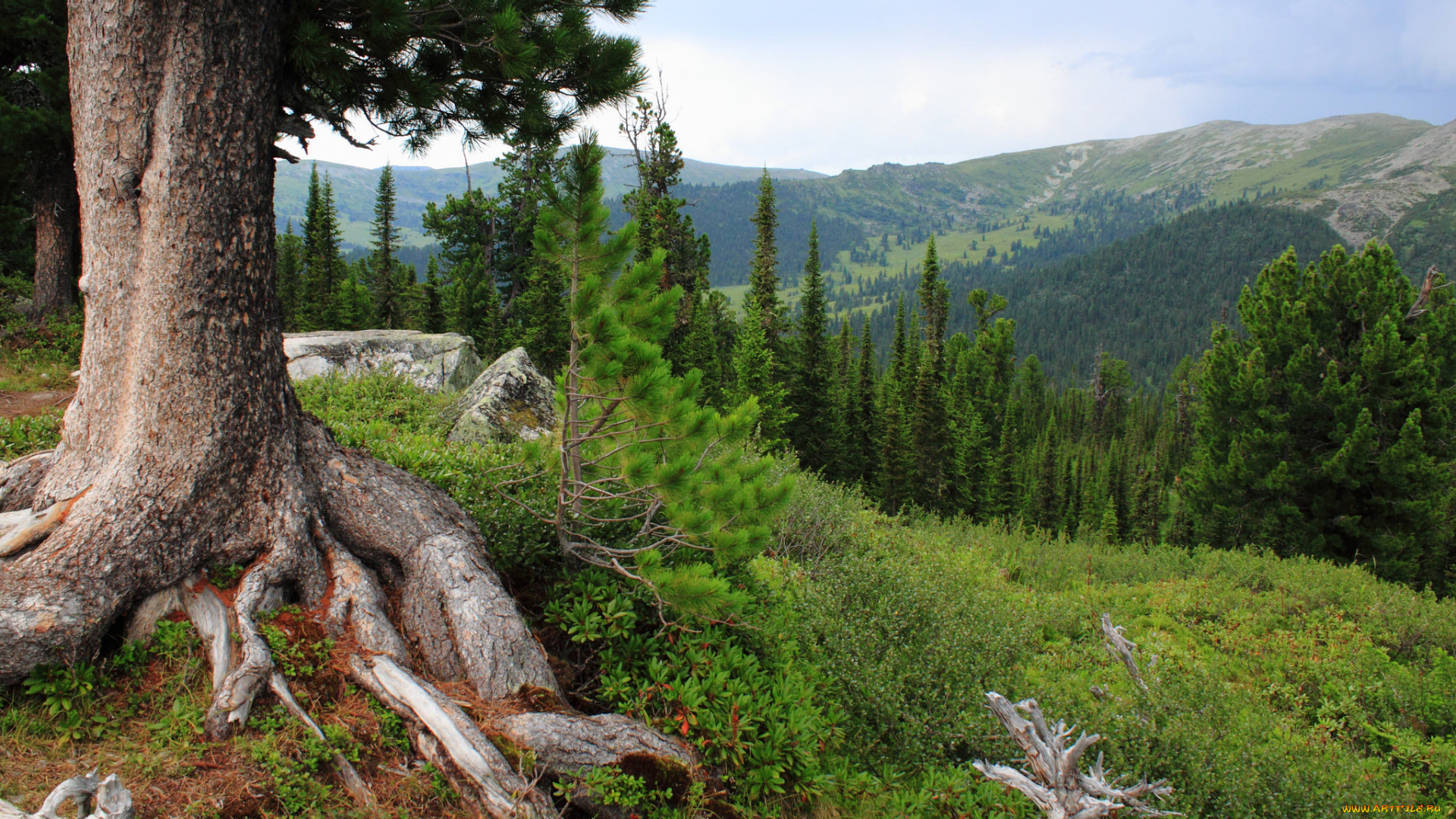 природа, пейзажи, леса