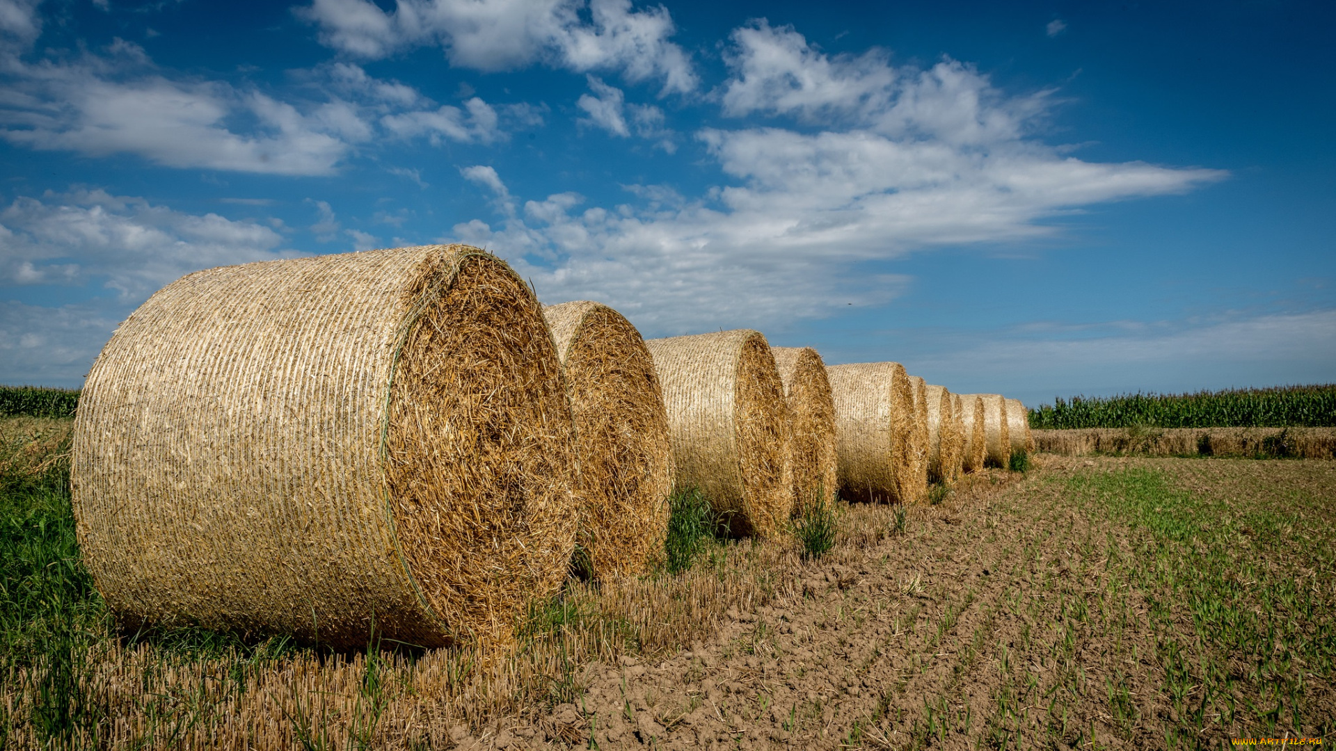 природа, поля, стога