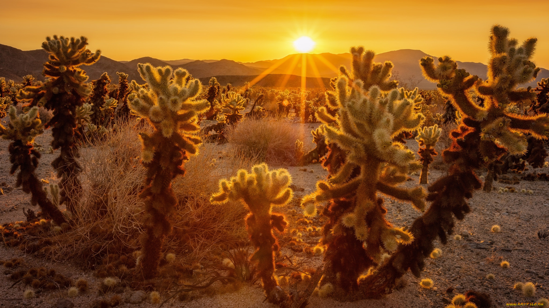 природа, пустыни, кактусы