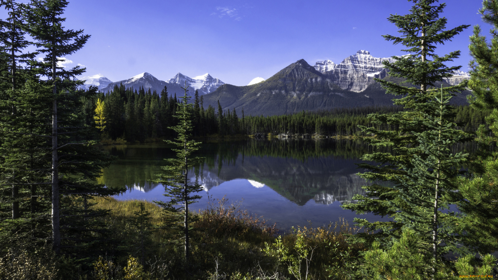 природа, реки, озера, река, лес