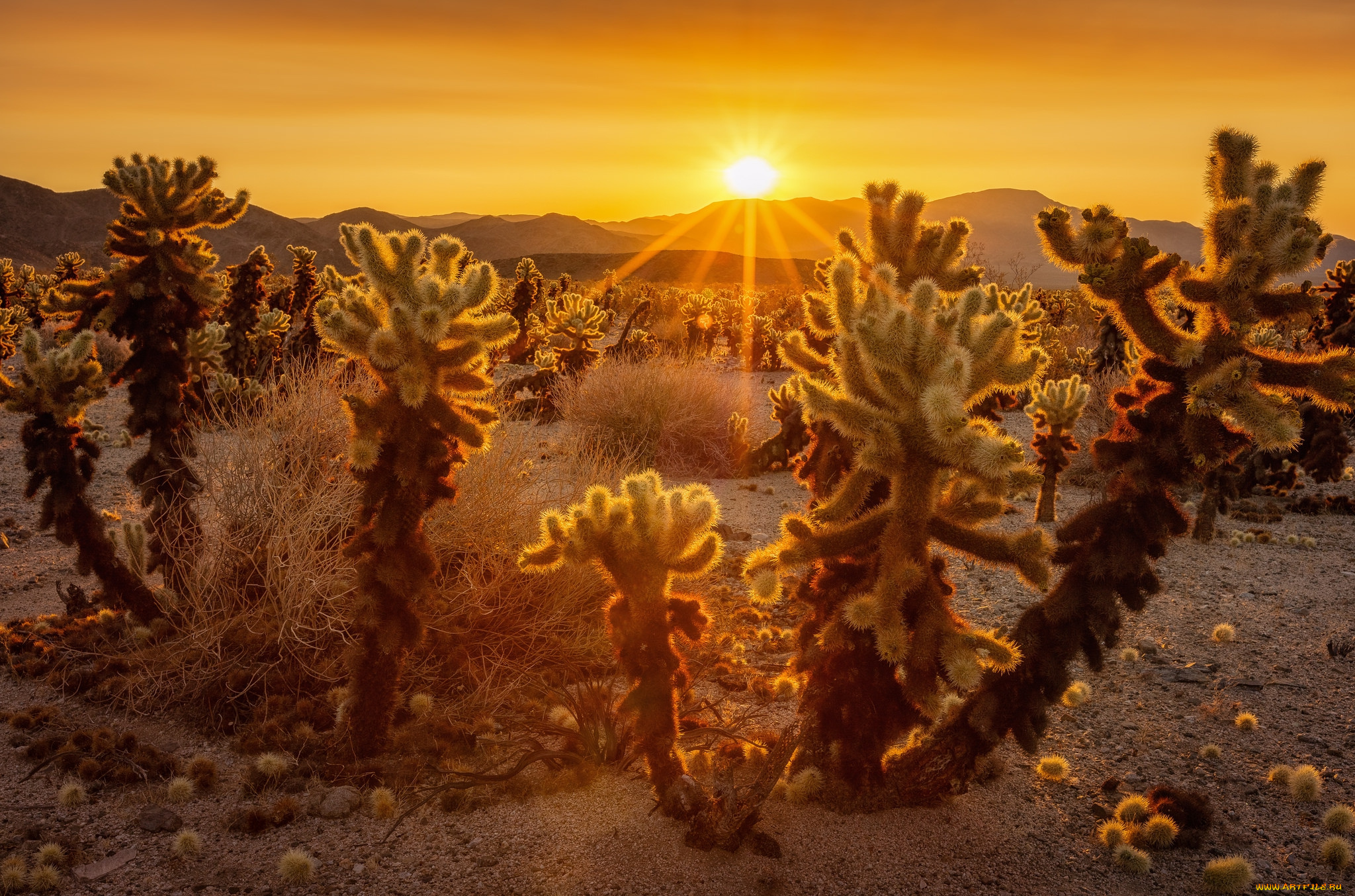 природа, пустыни, кактусы