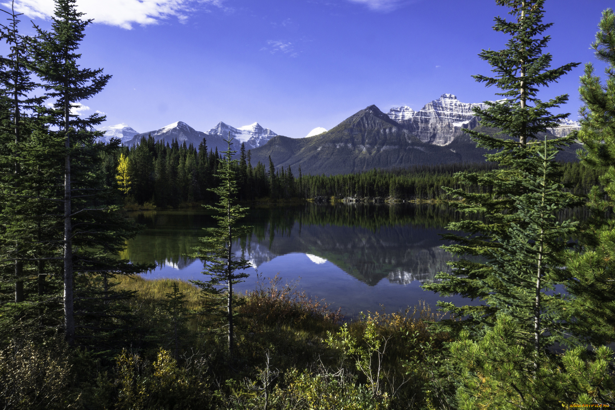 природа, реки, озера, река, лес