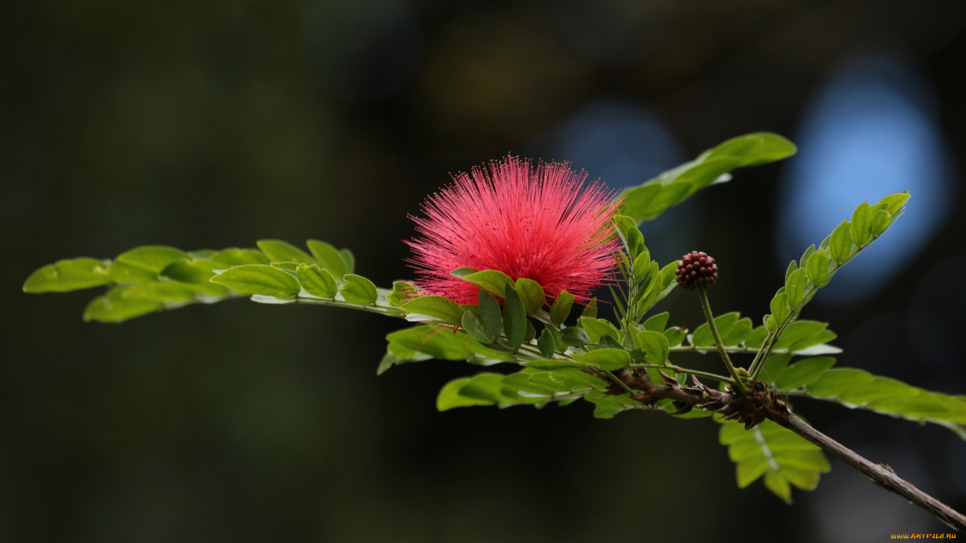 цветы, акация, дерево, цветок, листья, ветка