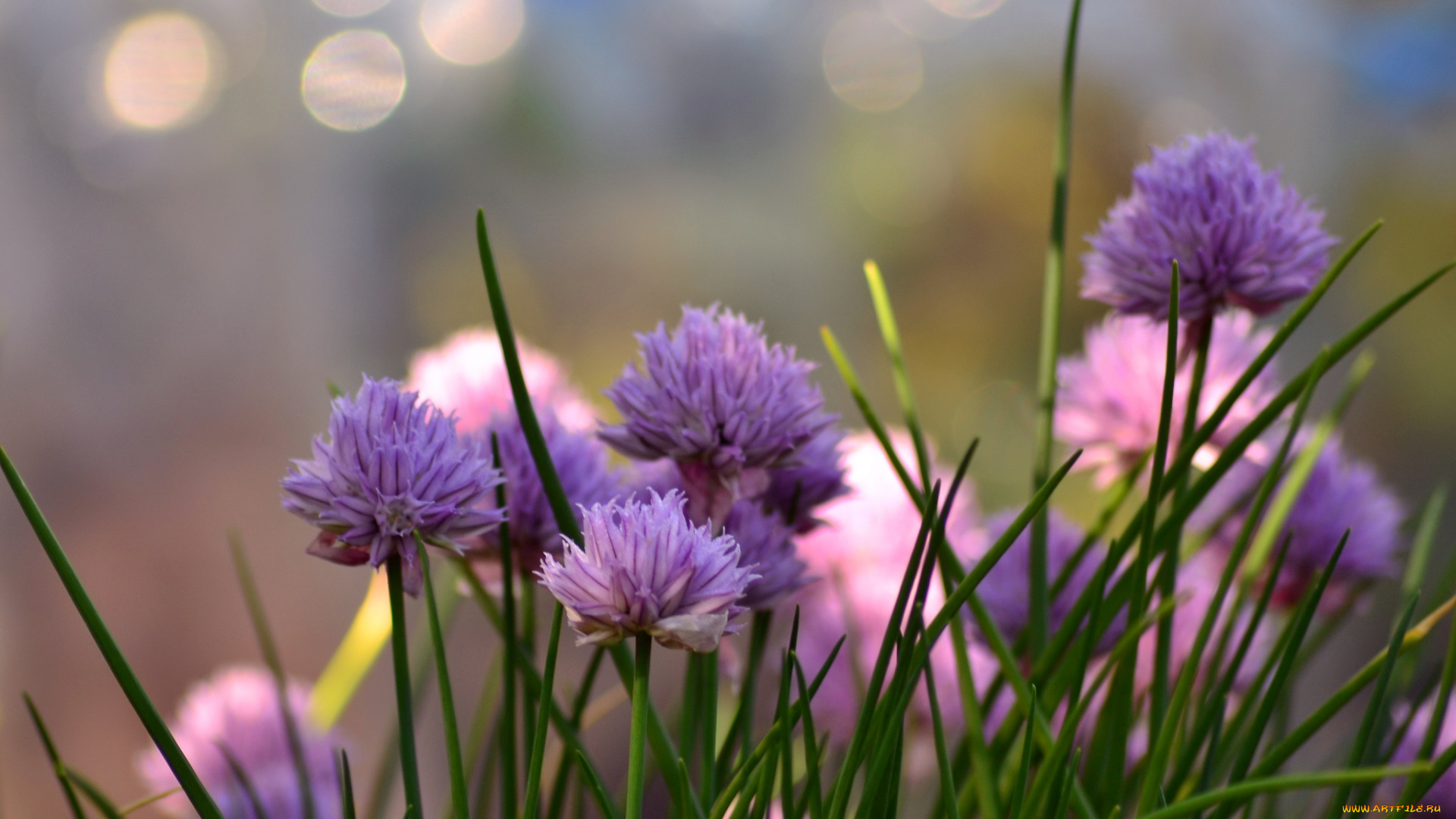 цветы, аллиум, , декоративный, лук, сиреневый, природа, цветение, цветущий, лук