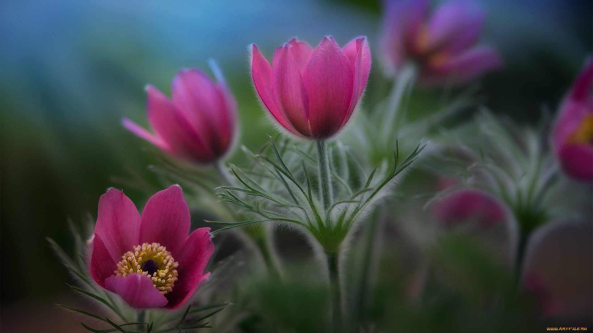 цветы, анемоны, , сон-трава, сон-трава, природа, весна