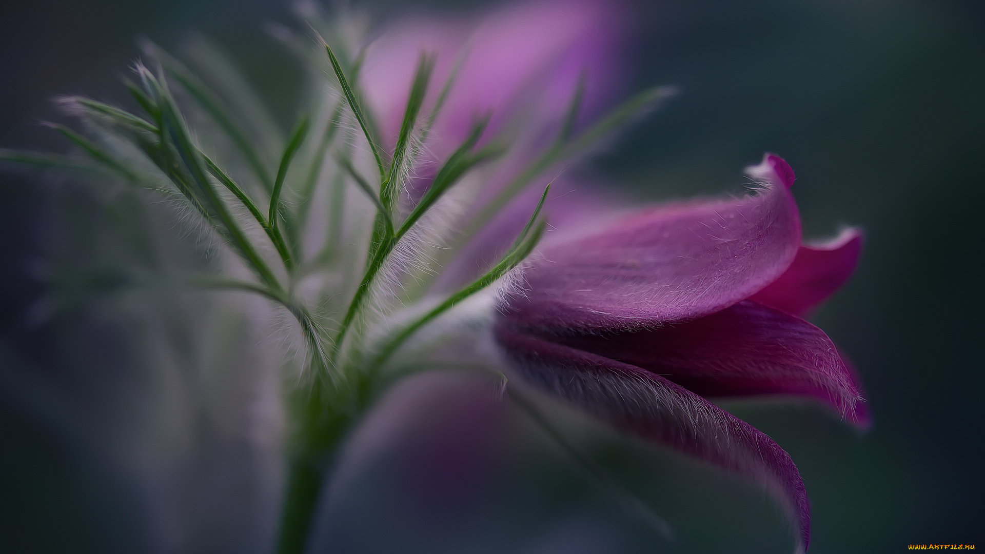 цветы, анемоны, , сон-трава, весна, сон-трава, природа