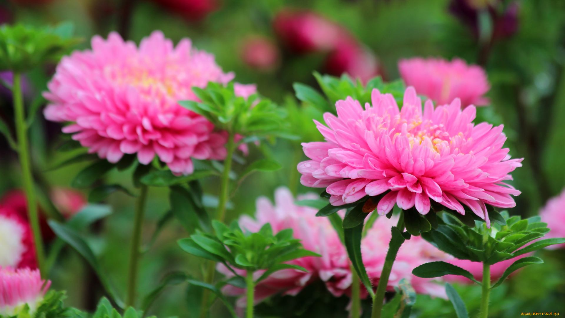 цветы, астры, цветение, красота, лето, дача, астра, август, posnadezhda, природа