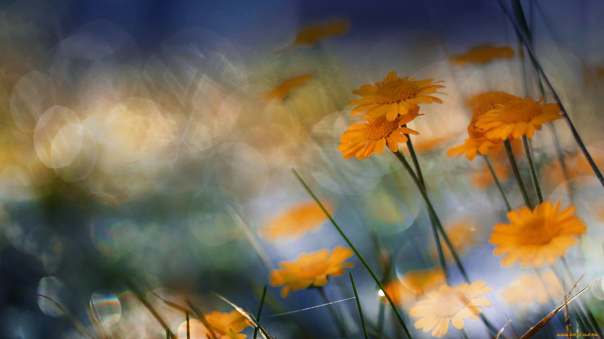 цветы, боке, природа