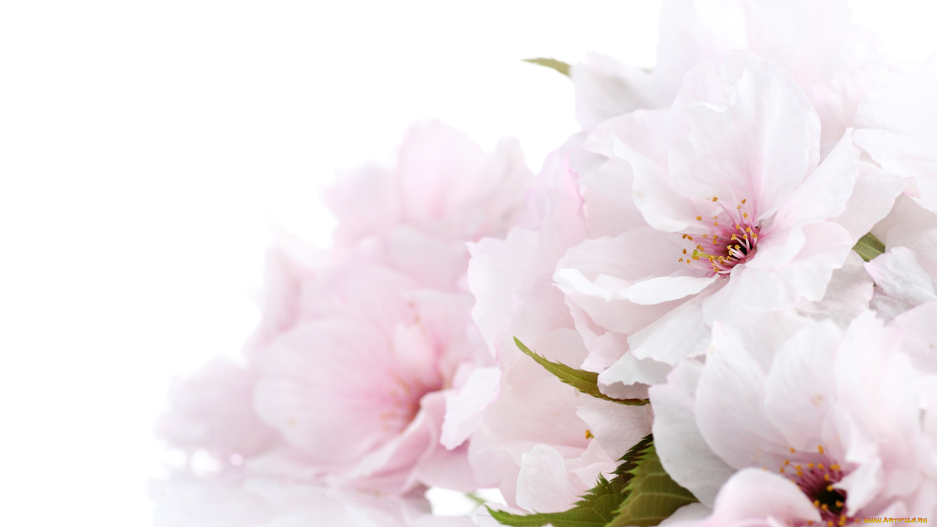 цветы, цветущие, деревья, , , кустарники, нежно, цветение, цветочки, листики, ветка