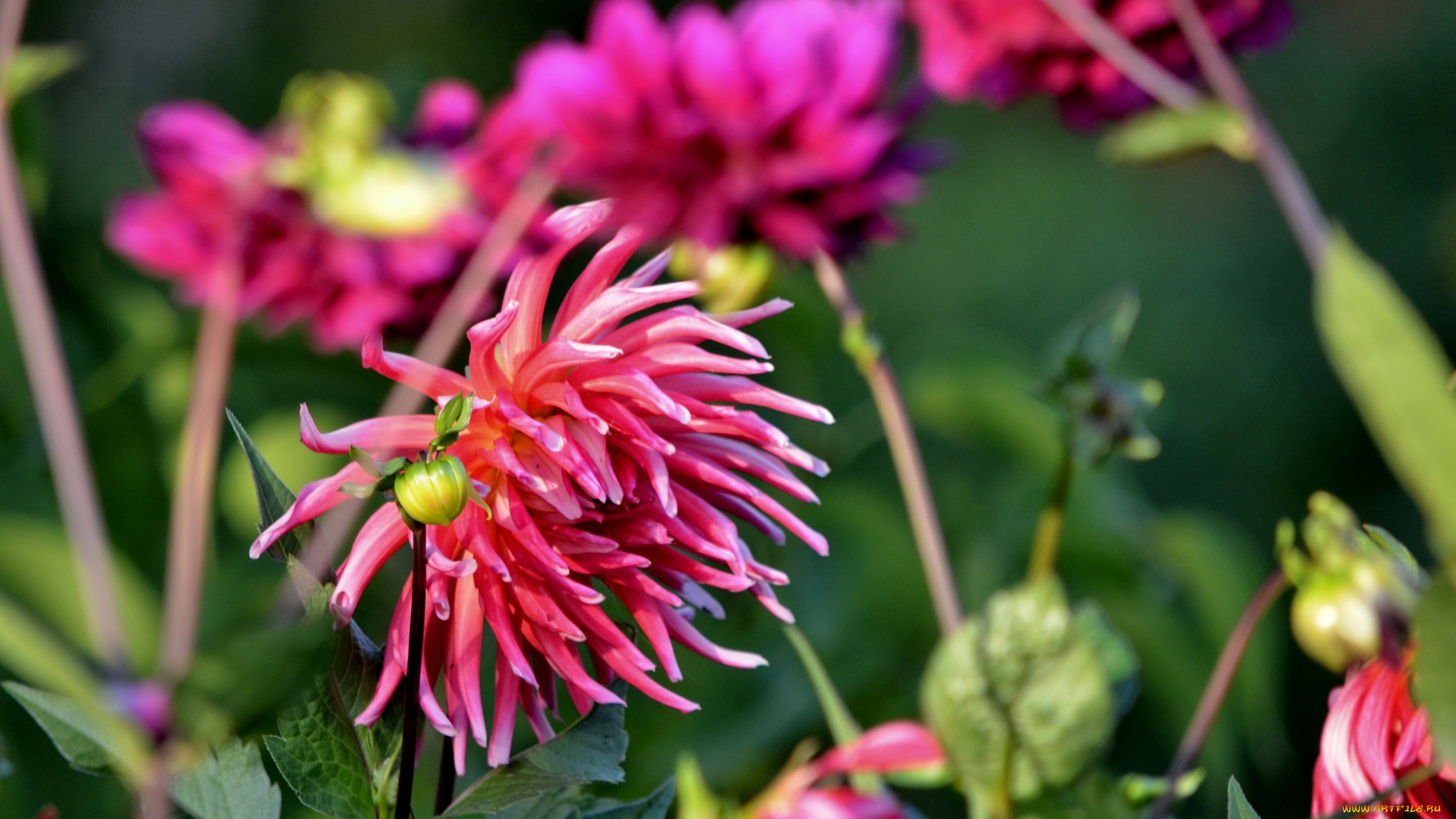 цветы, георгины, лепестки, бутоны, цветение, георгин