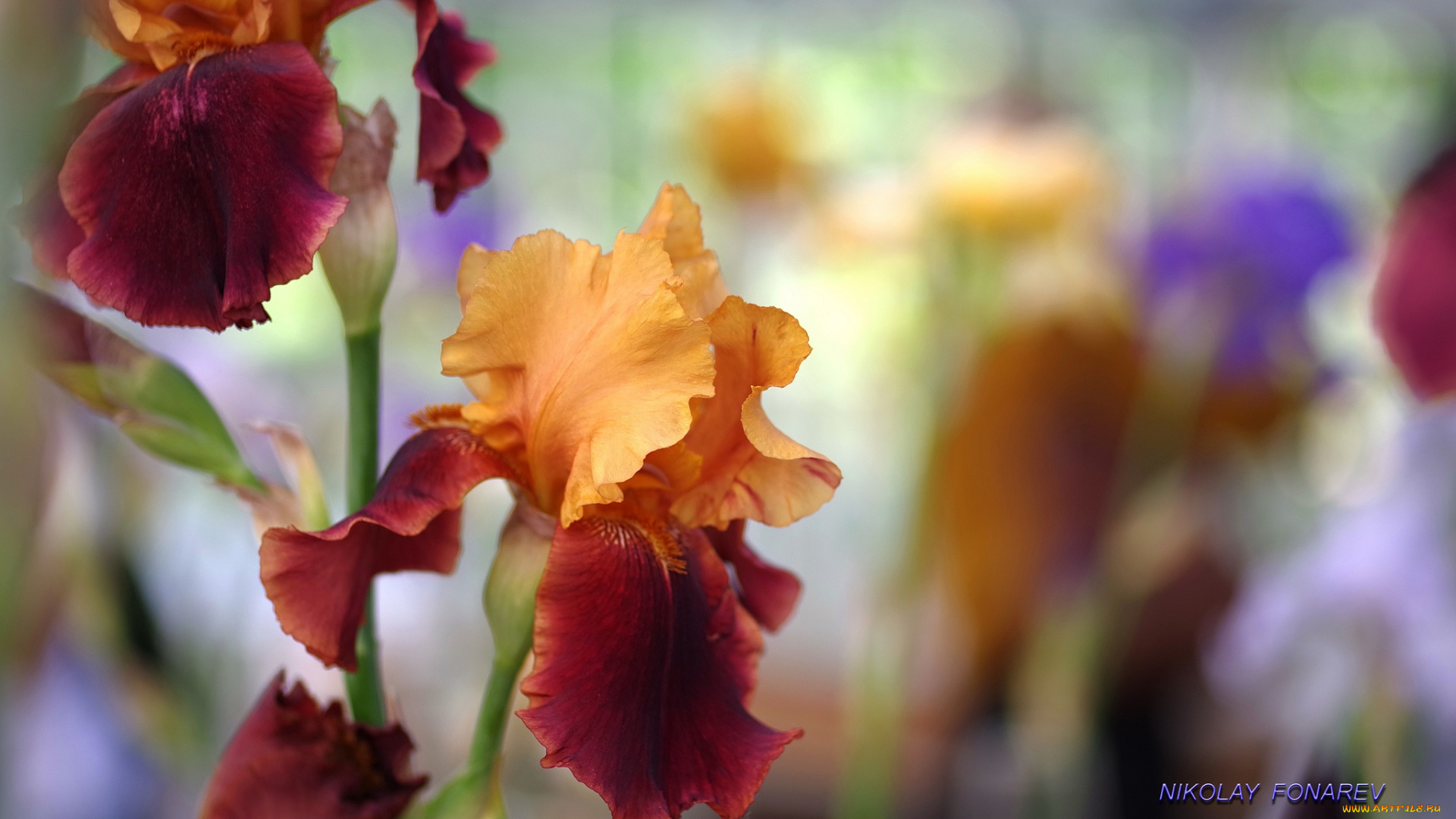 цветы, ирисы, свежесть, прогулка, парк, лето, красота, цветок