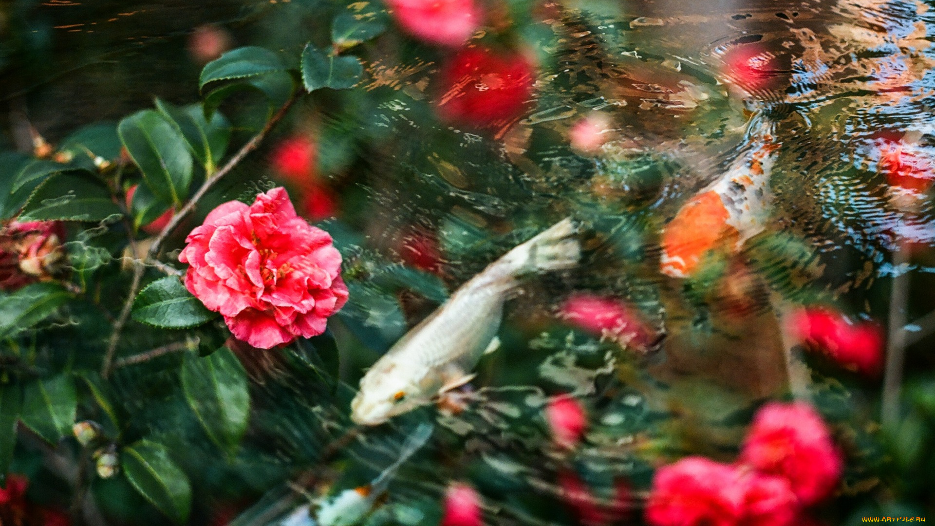 цветы, камелии, карпы, вода