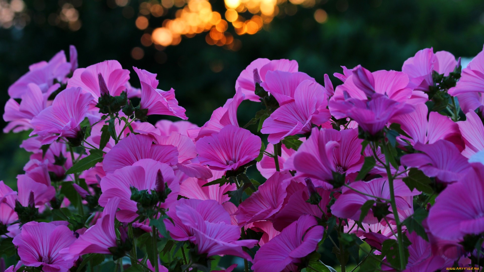 цветы, лаватера, природа, лето, дача, вечер, красота, закат, цветение