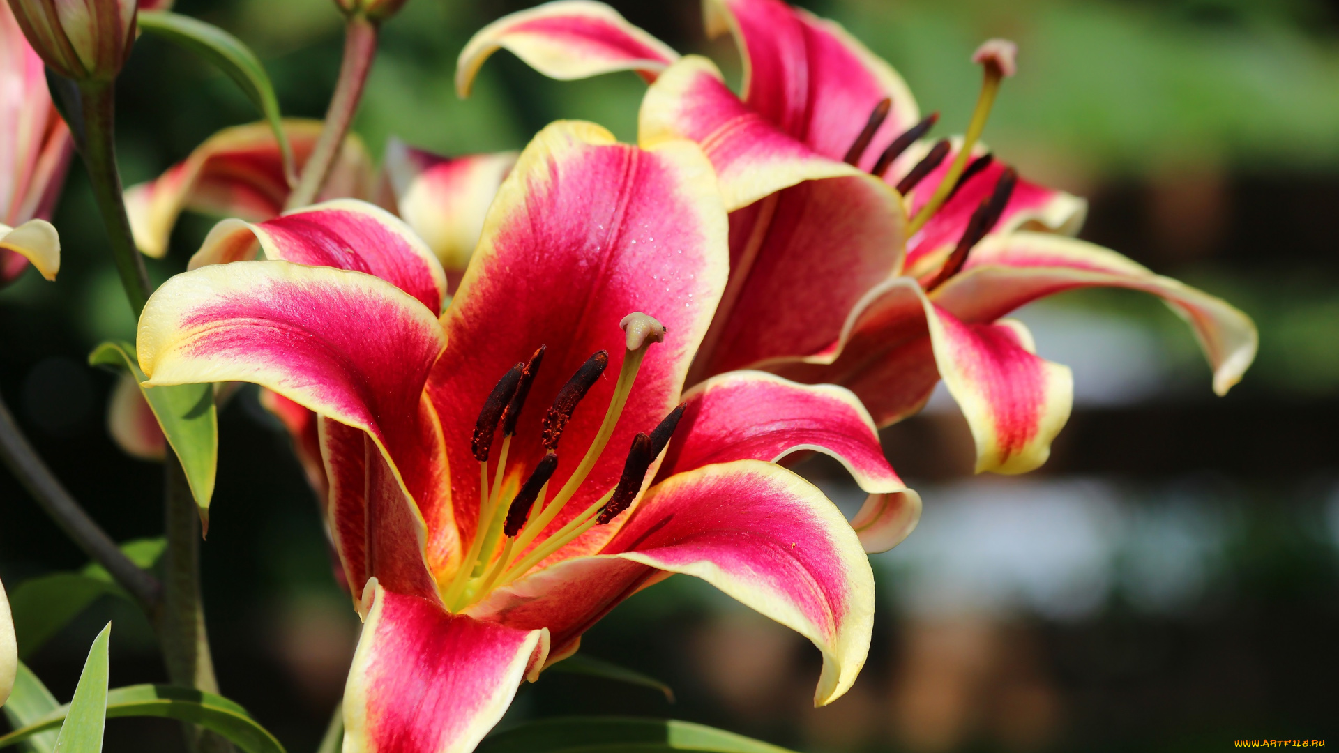 цветы, лилии, , лилейники, цветение, природа, красота, лето, дача