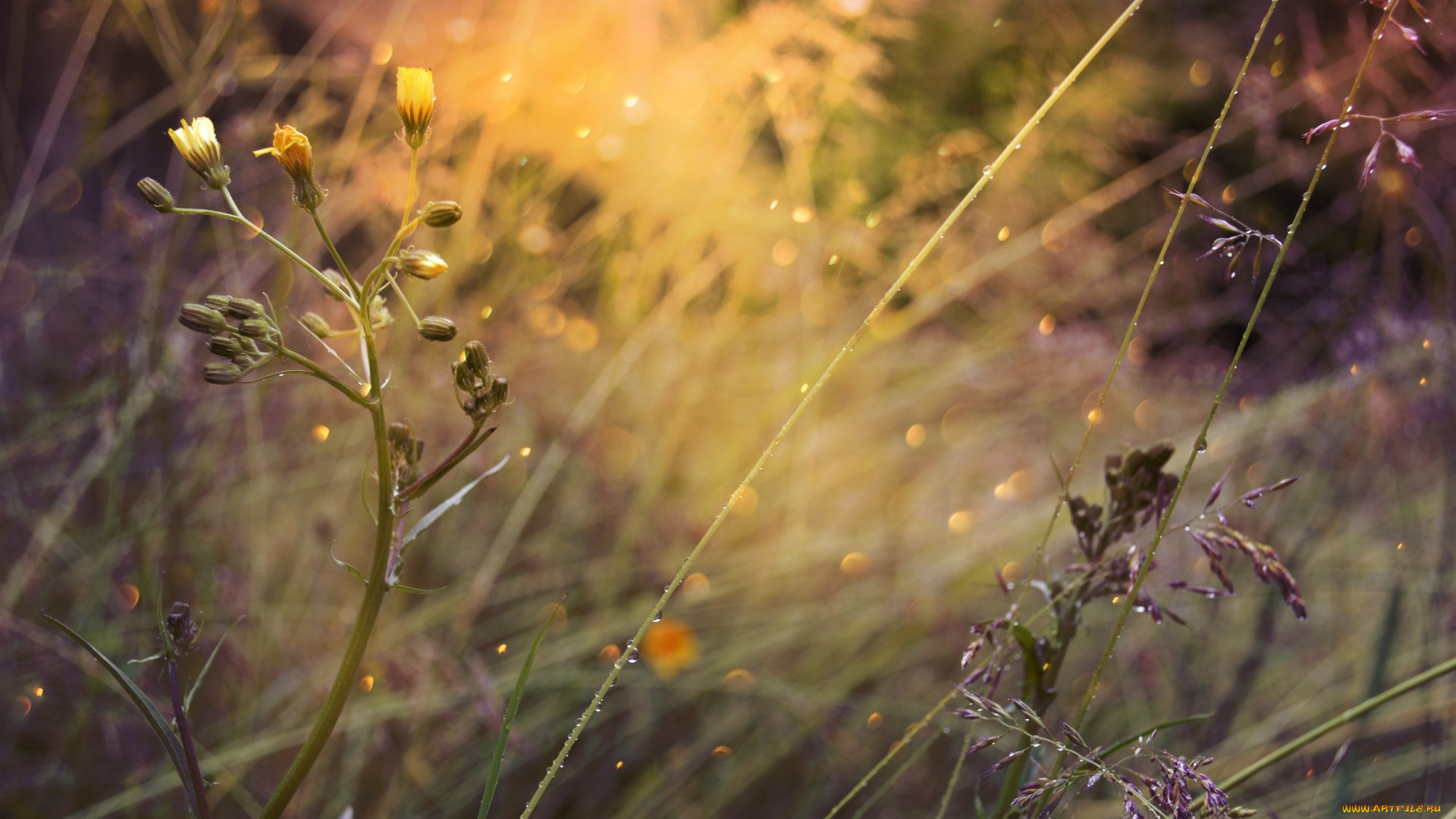 цветы, луговые, , полевые, , цветы, by, dashakern, боке, природа