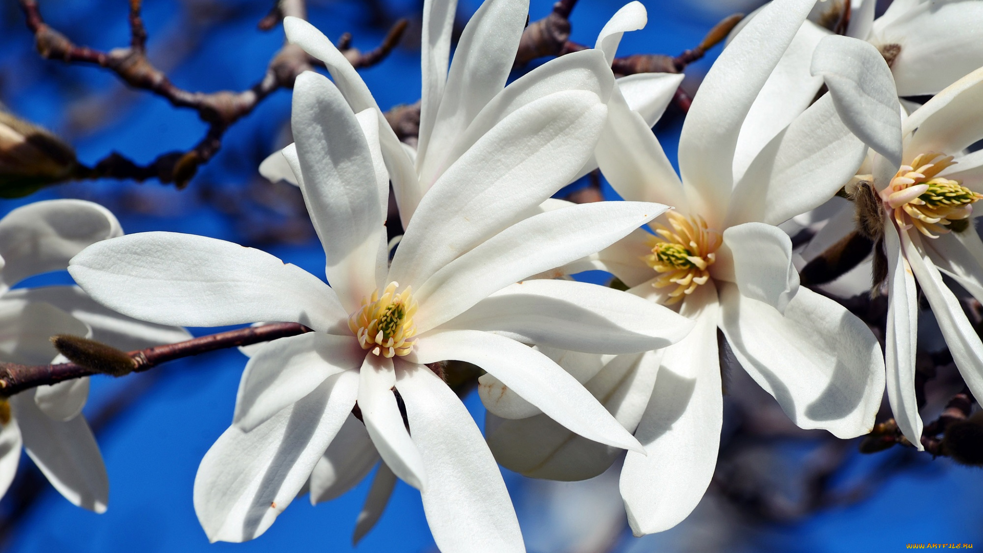 цветы, магнолии, цветение, рига, природа, магнолия, латвия, красота, ботанический, сад