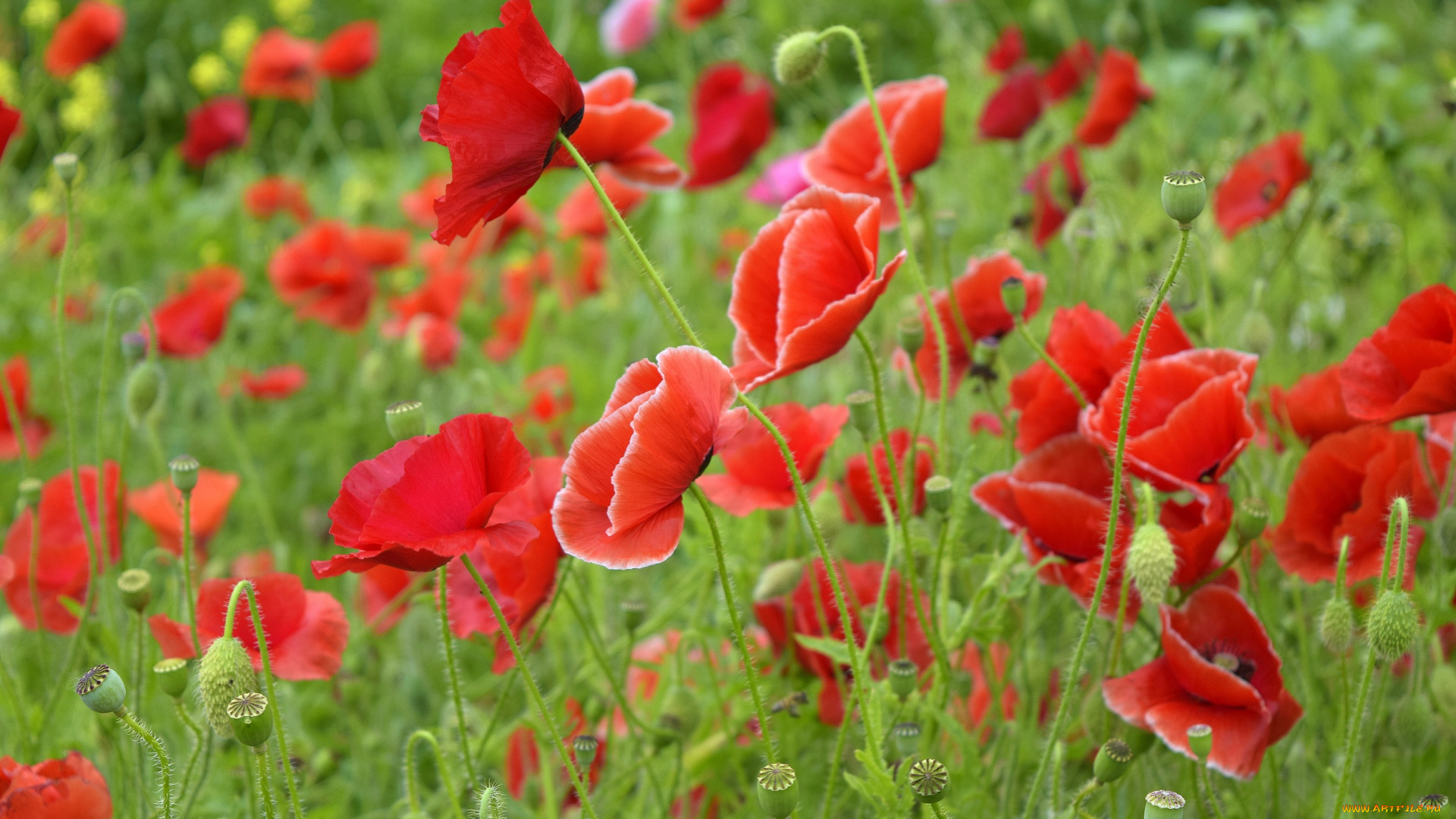 цветы, маки, природа, красота