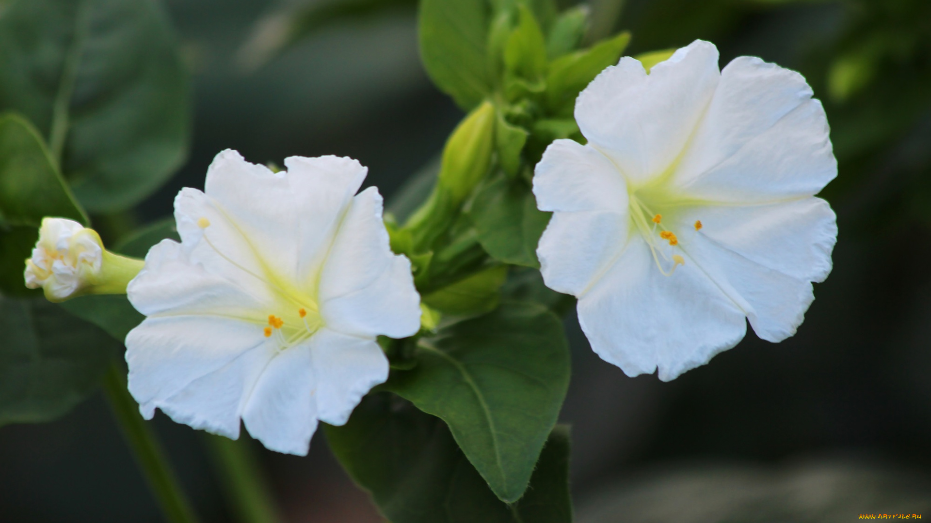 цветы, мирабилис, , ночная, красавица, лето, природа, цветение, красота, дача, ночная, красавица, мирабилис