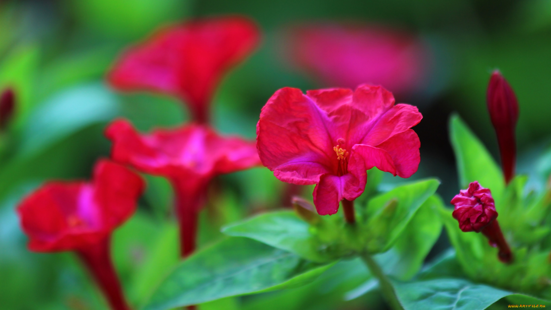 цветы, мирабилис, , ночная, красавица, ночная, красавица, цветение, природа, лето, мирабилис, красота, дача