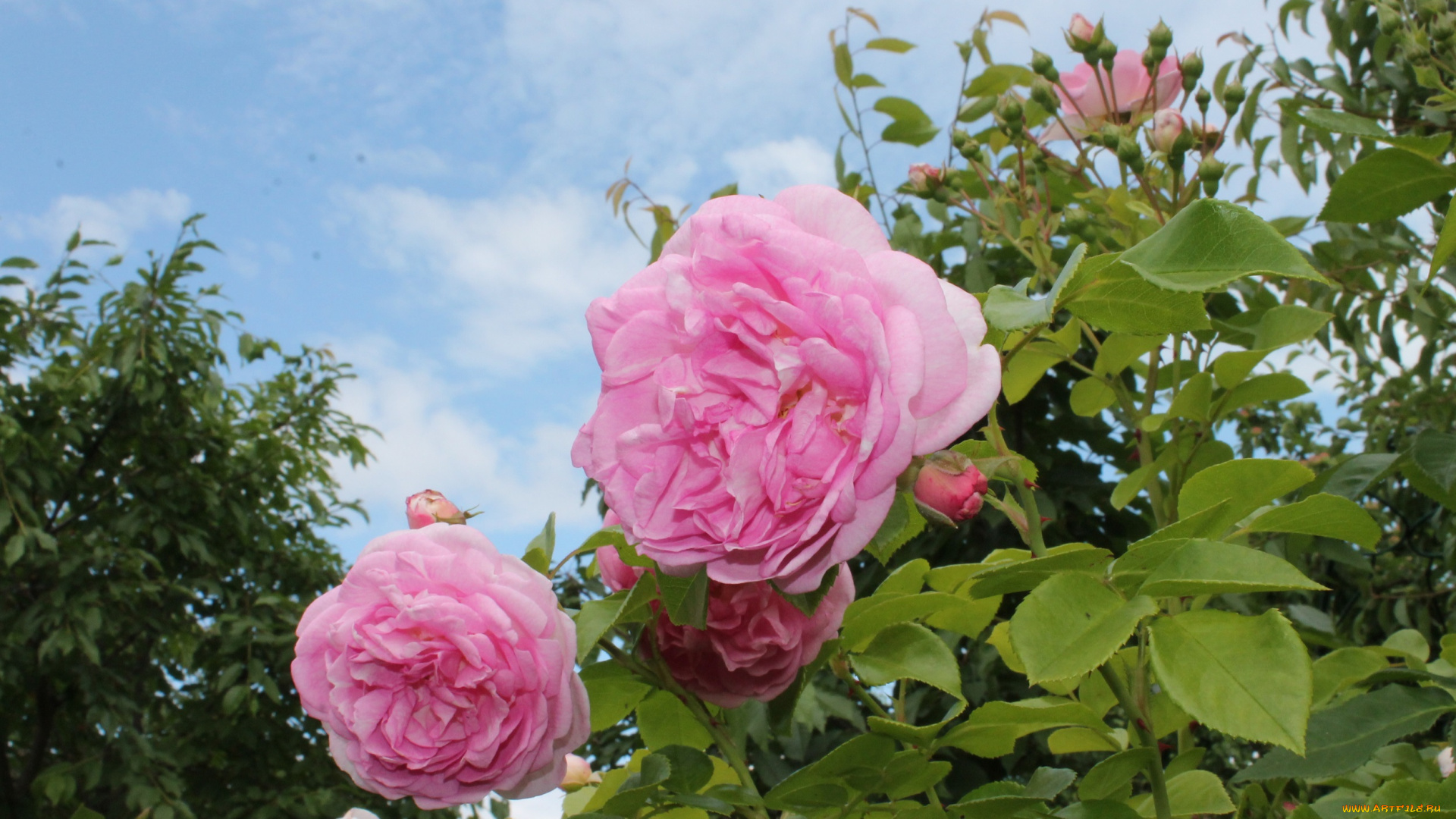 цветы, розы, цветение, лепестки, роза, листья, розовая