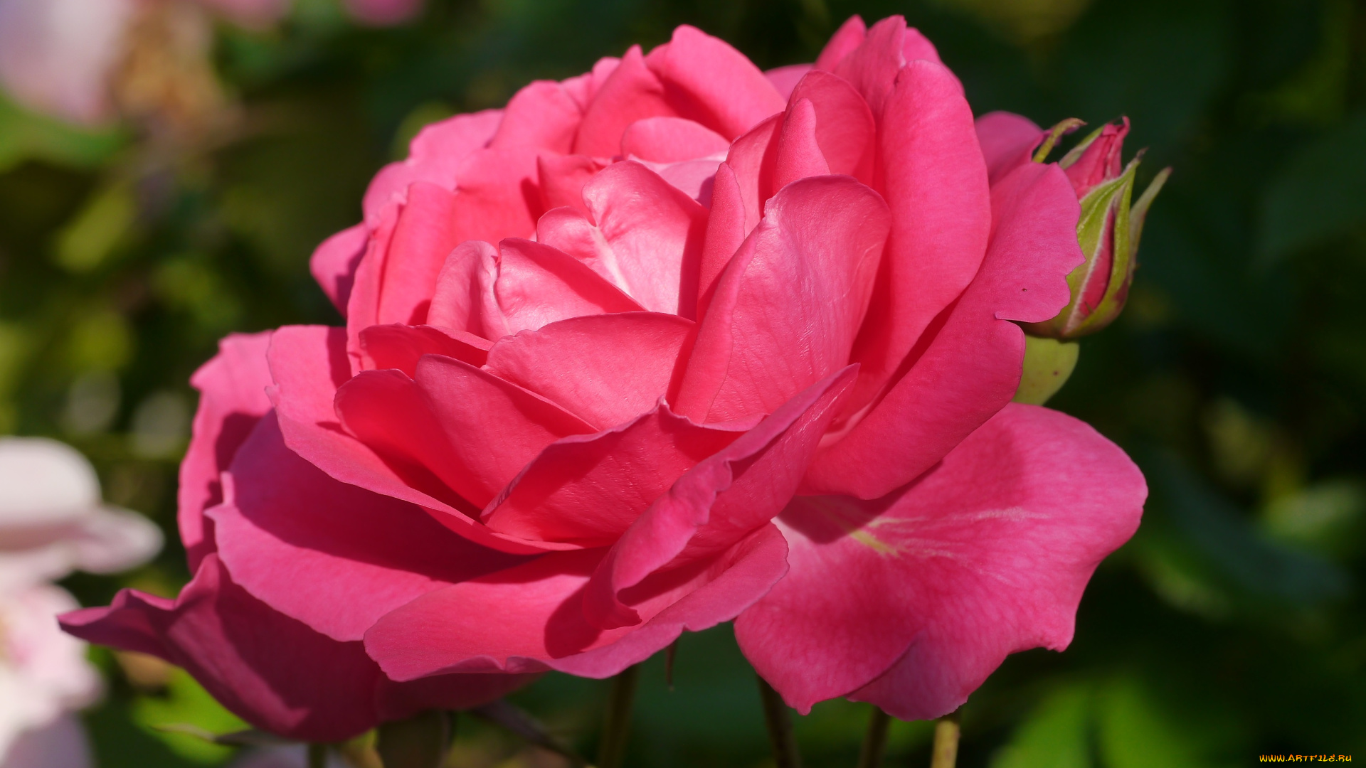 цветы, розы, дача, лето