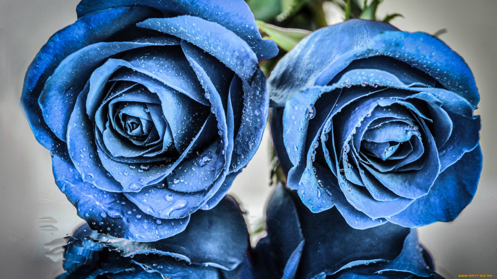 цветы, розы, капли, вода, by, dashakern