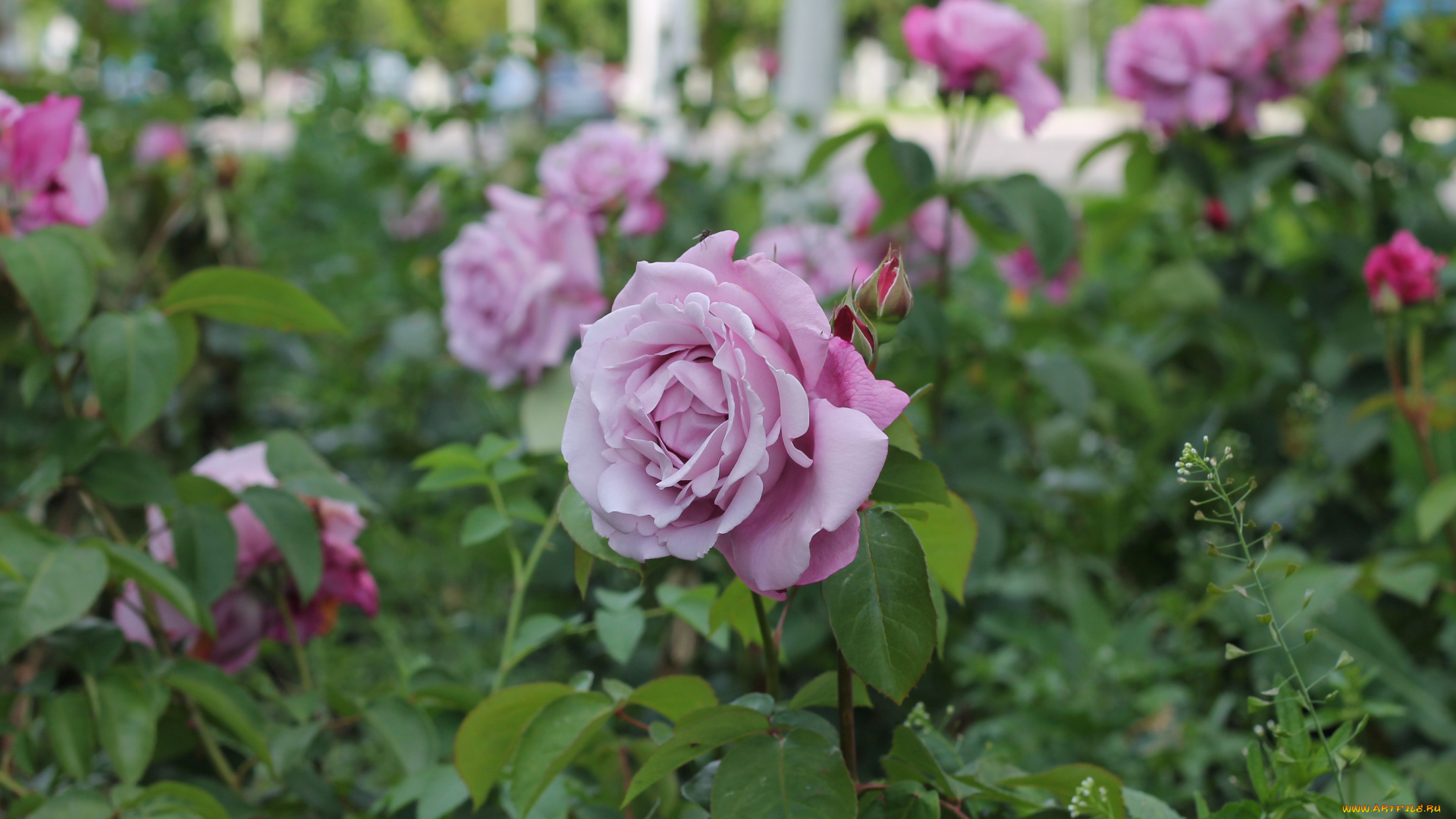 цветы, розы, клумба, лето, город, природа