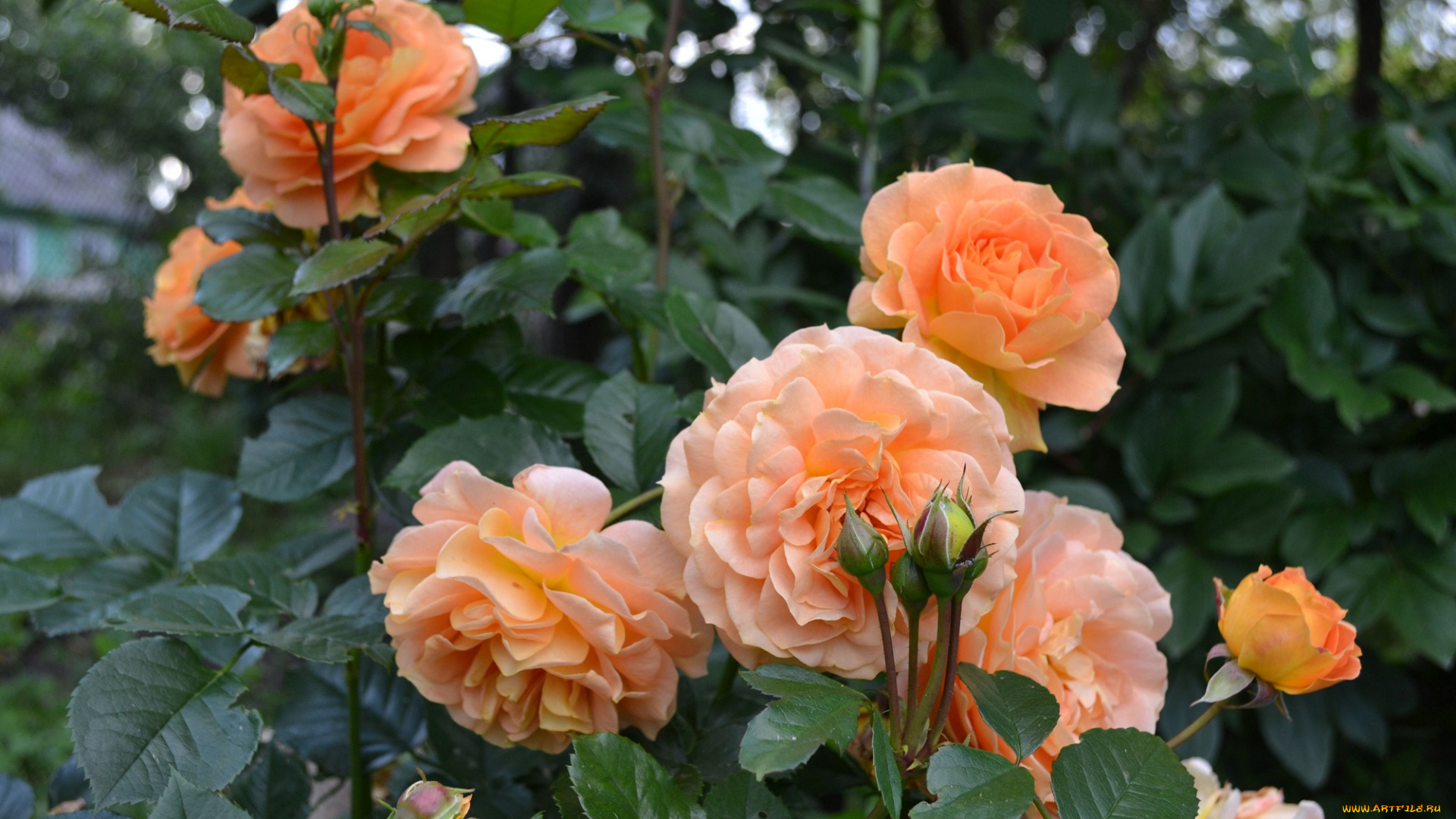 цветы, розы, лепестки, листья, розовая, роза, цветение