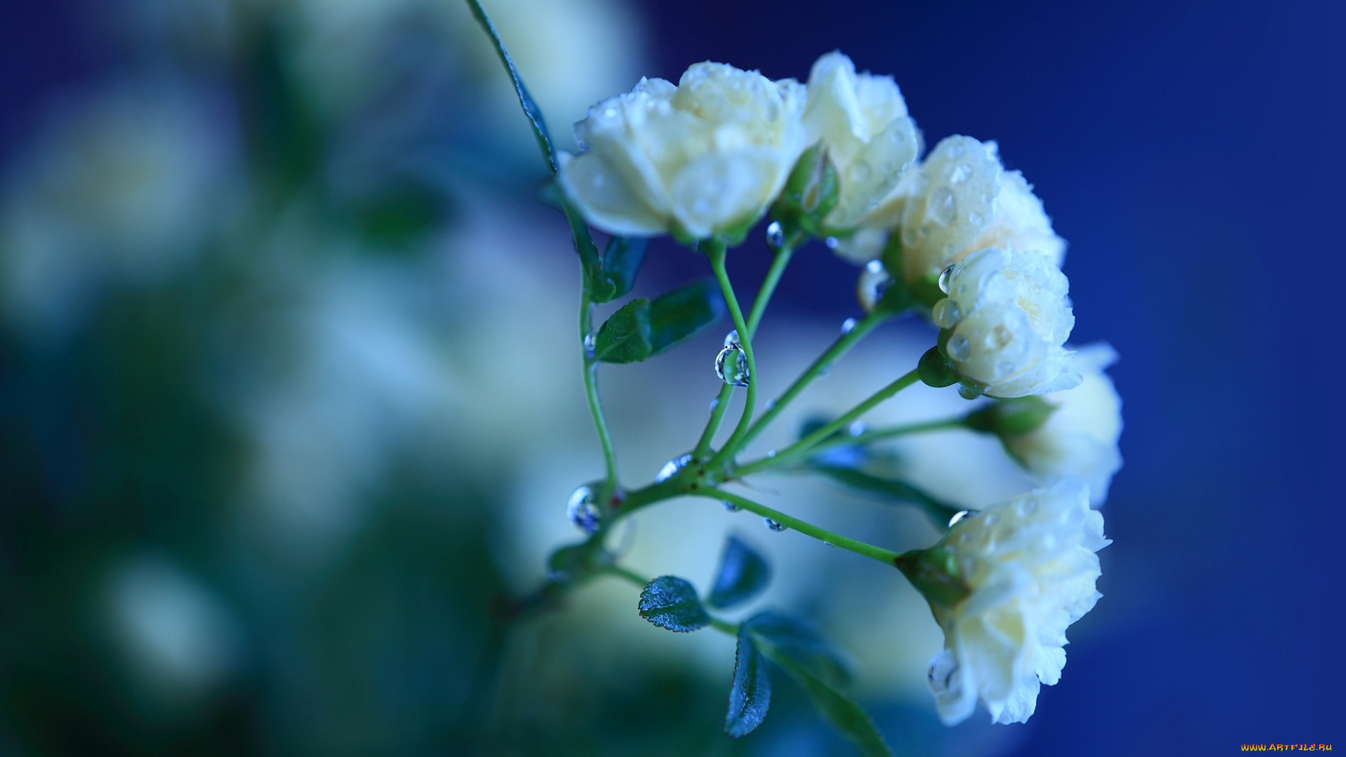 цветы, розы, синий, макро, капли, вода, листья, зелень, лепестки, ветка, цвет, роса, белые, стебель