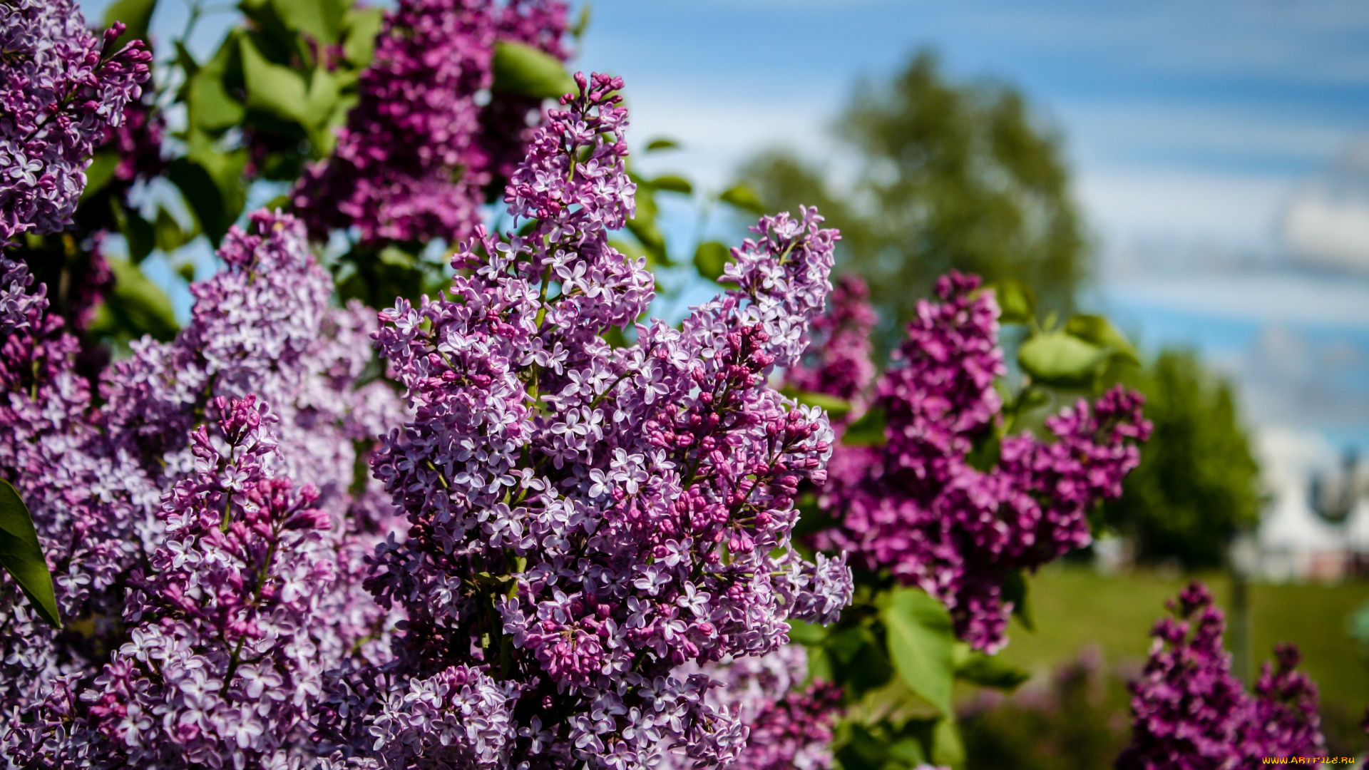 цветы, сирень, заповедник, запах, аромат, музей, москва, кустарник, царицыно, цветение, природа, парк