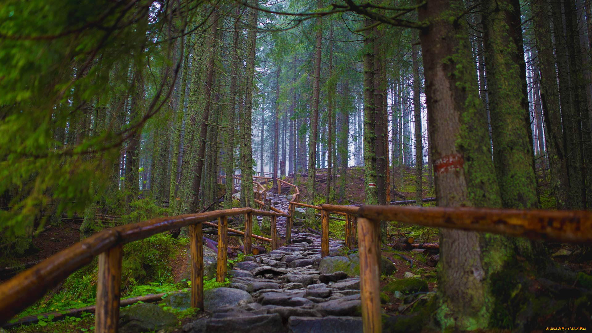 природа, дороги, простор