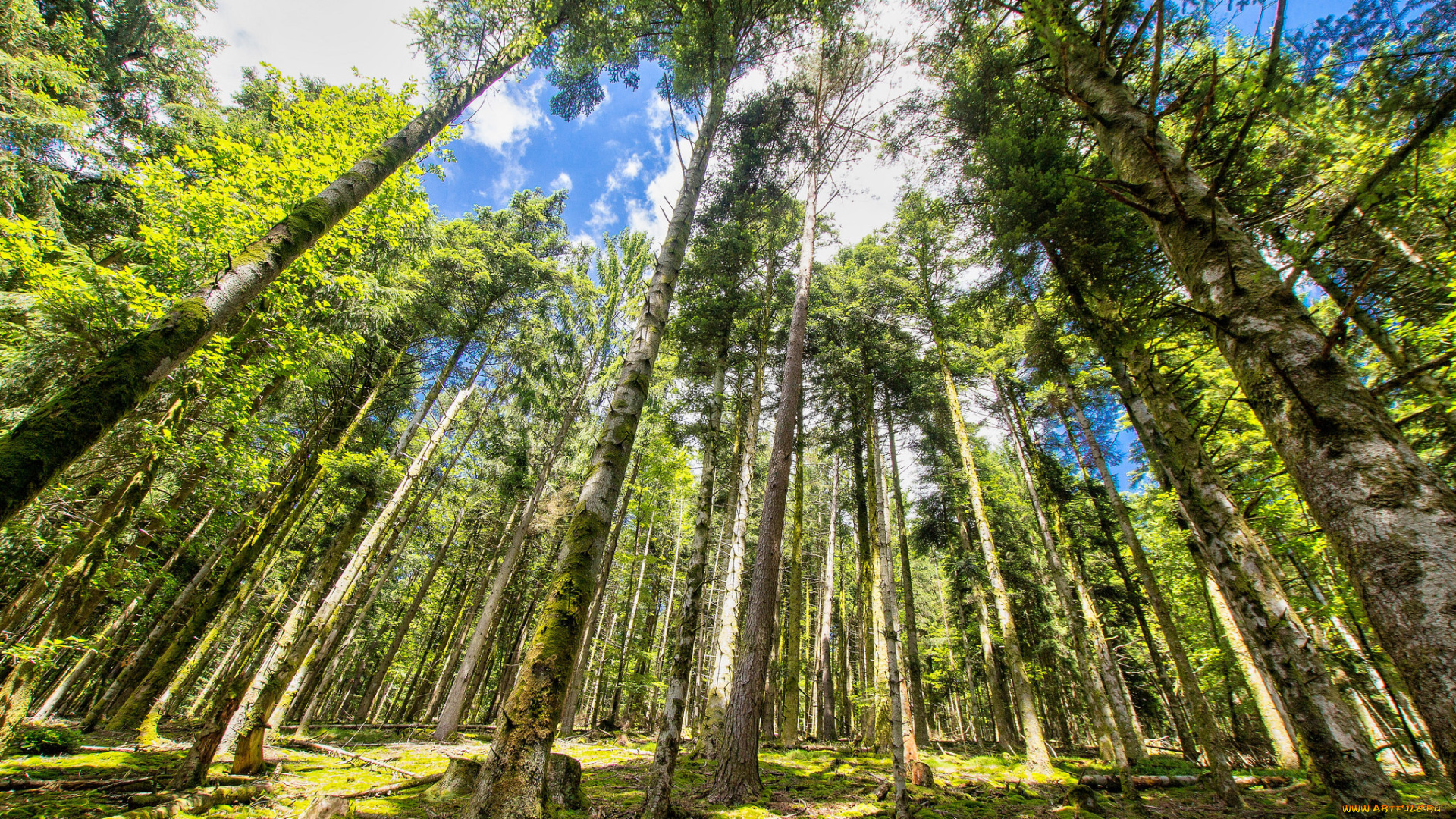 природа, лес, простор