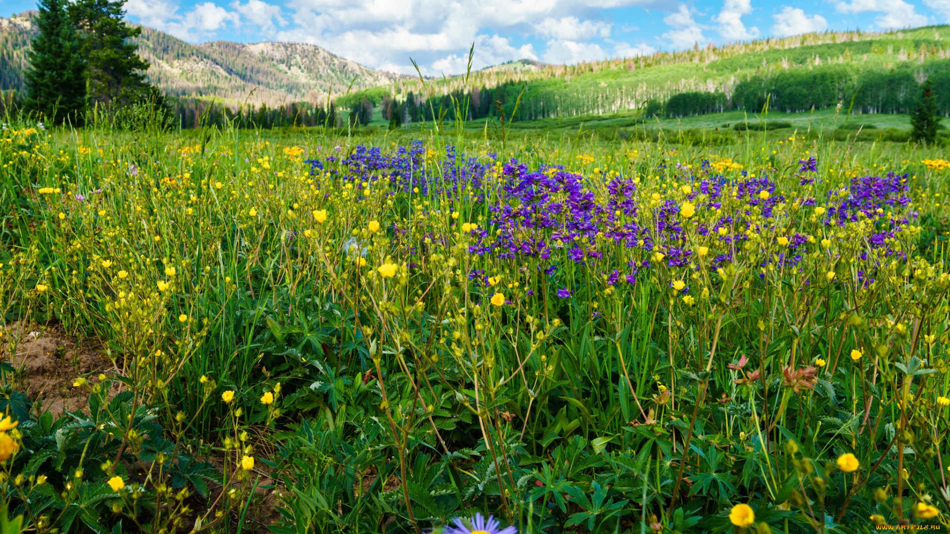 природа, луга, простор