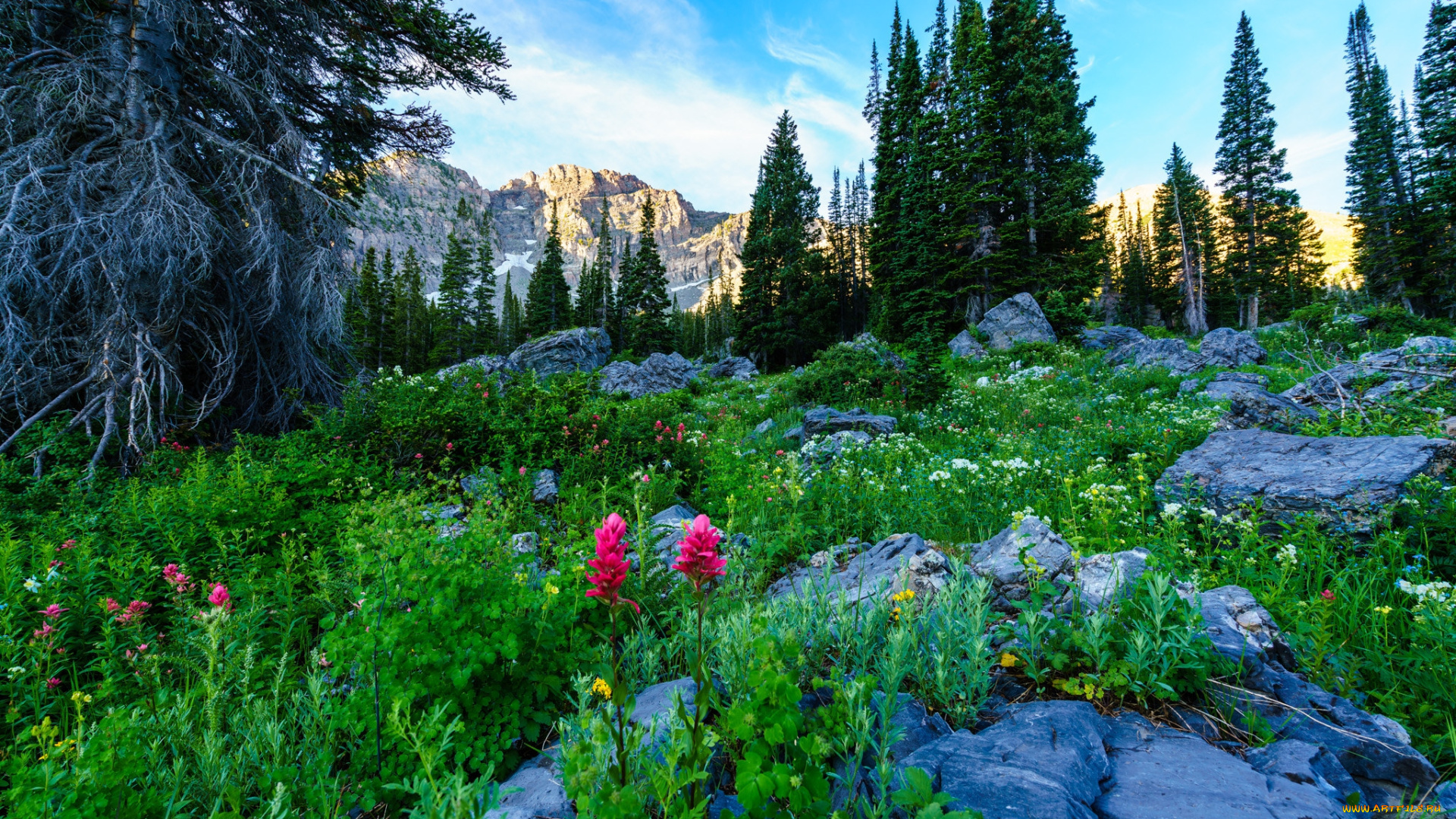 природа, луга, простор