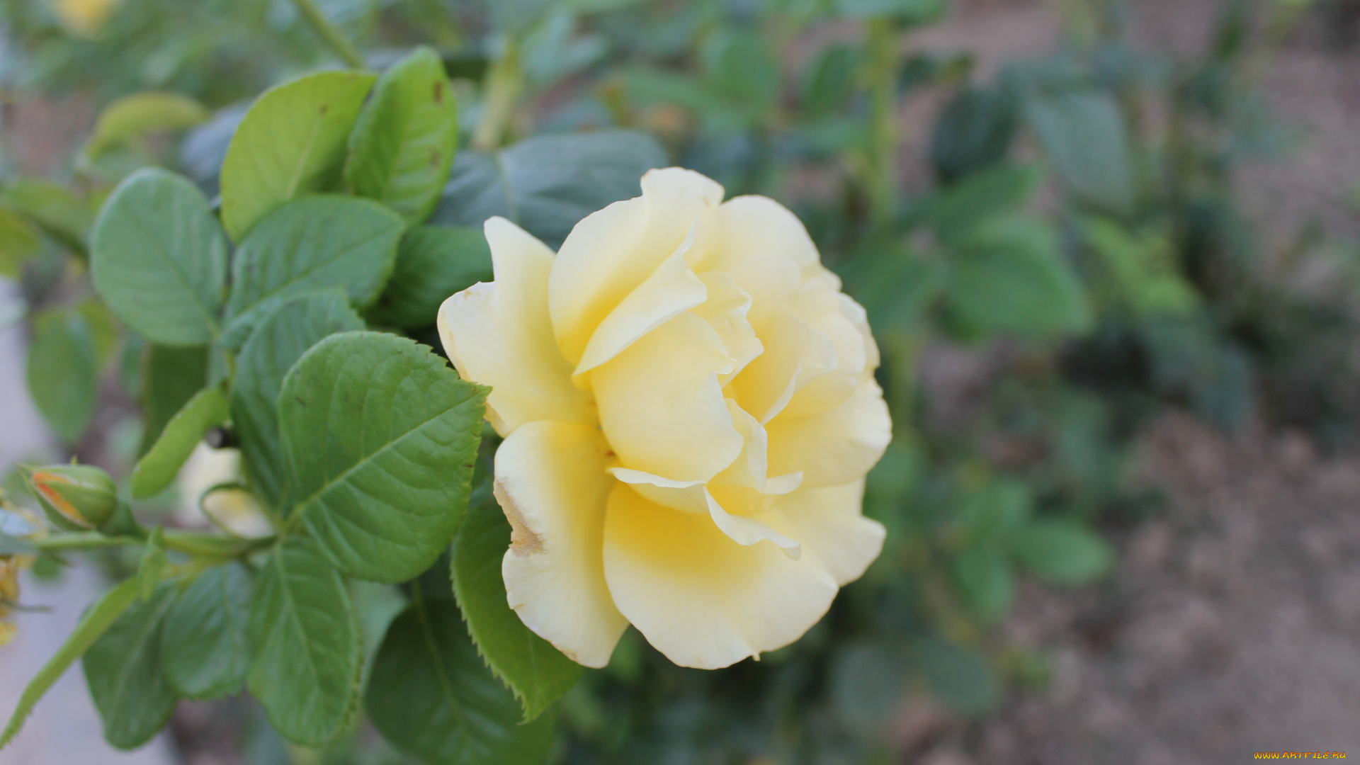 желтая, роза, цветы, розы, цветок, желтая, роза