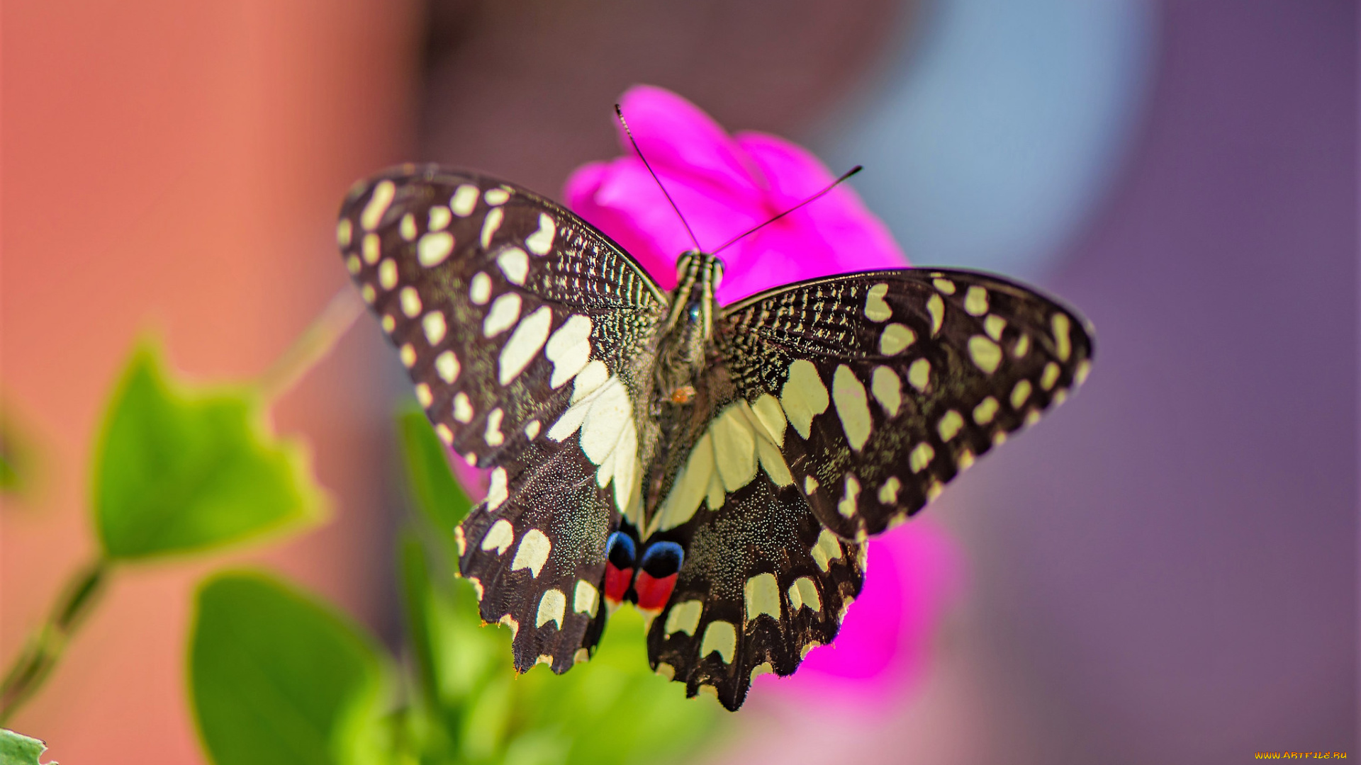 животные, бабочки, , мотыльки, , моли, бабочка