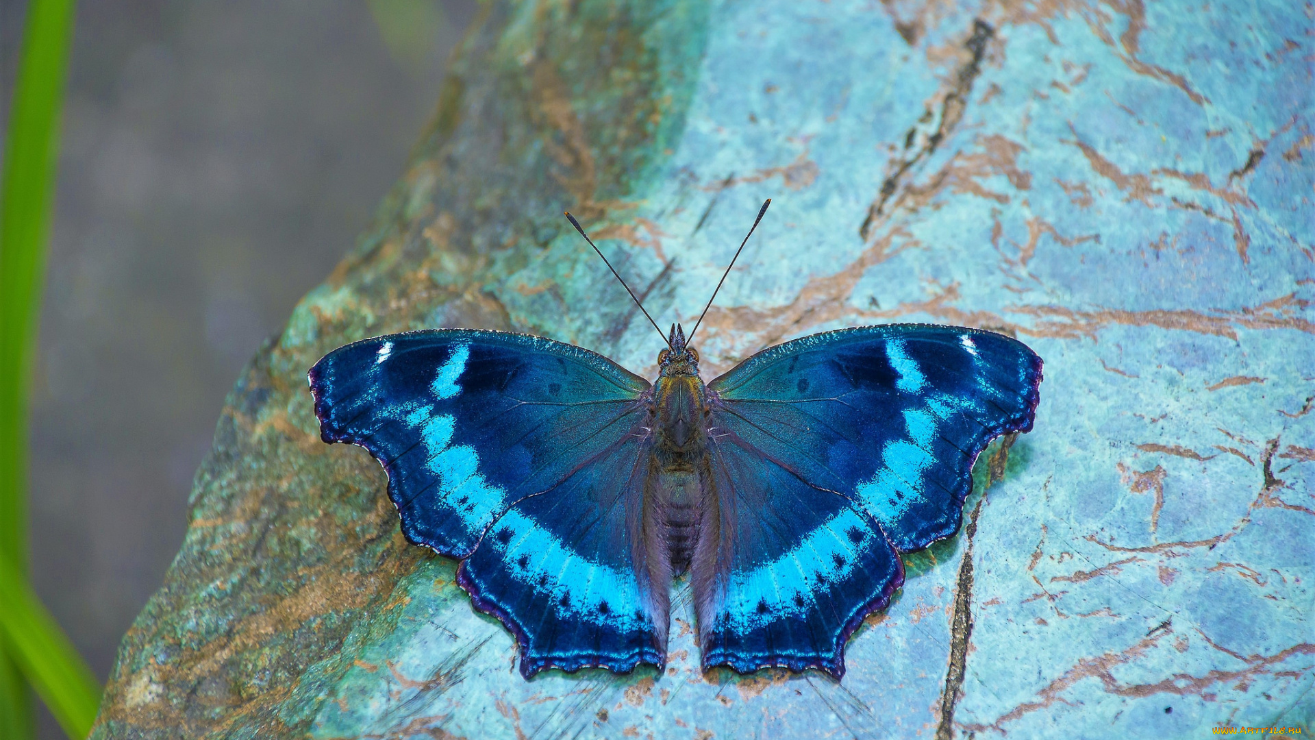 животные, бабочки, , мотыльки, , моли, бабочка