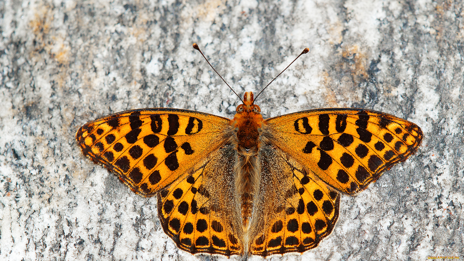 животные, бабочки, , мотыльки, , моли, бабочка