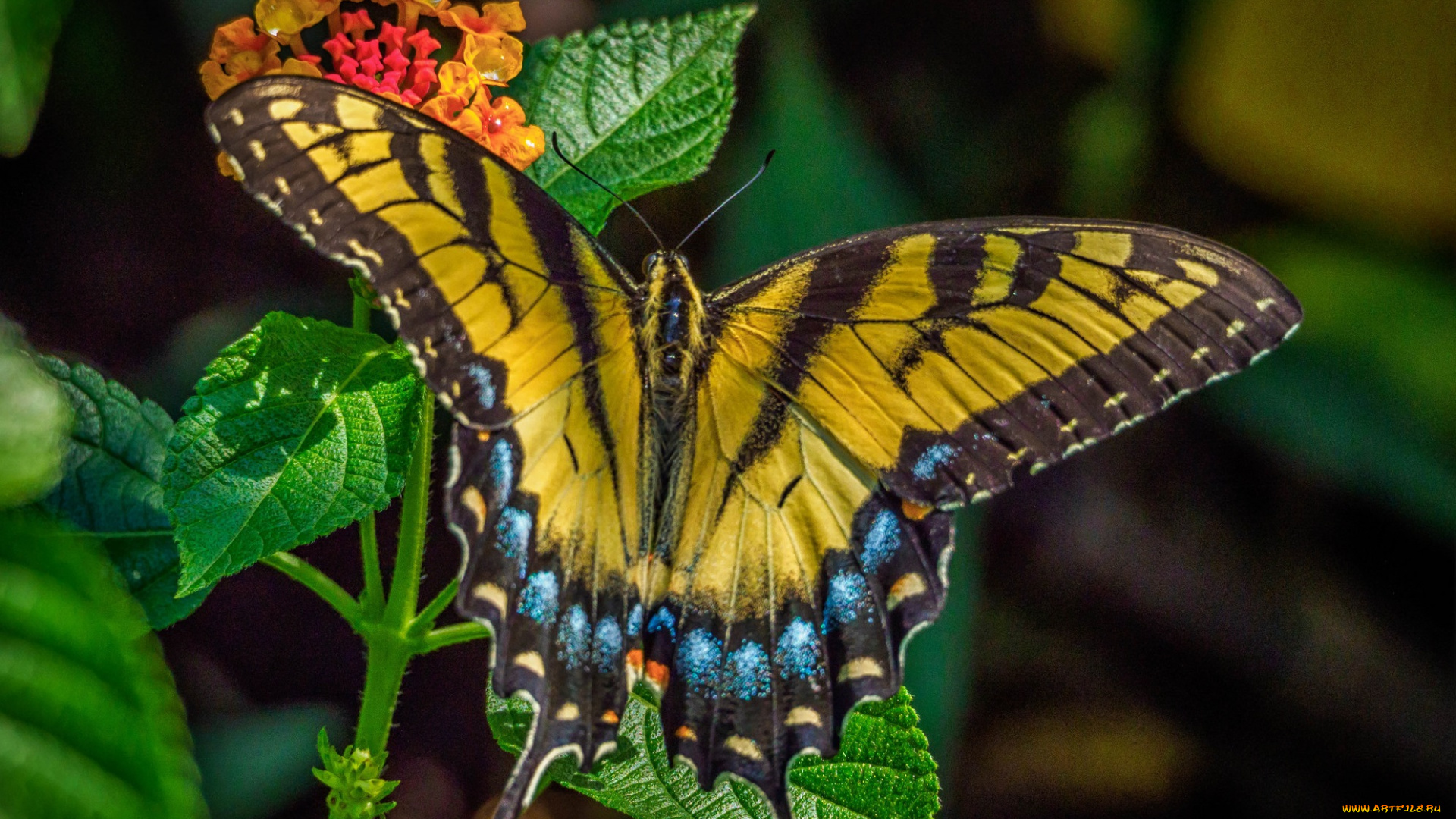 животные, бабочки, , мотыльки, , моли, бабочка