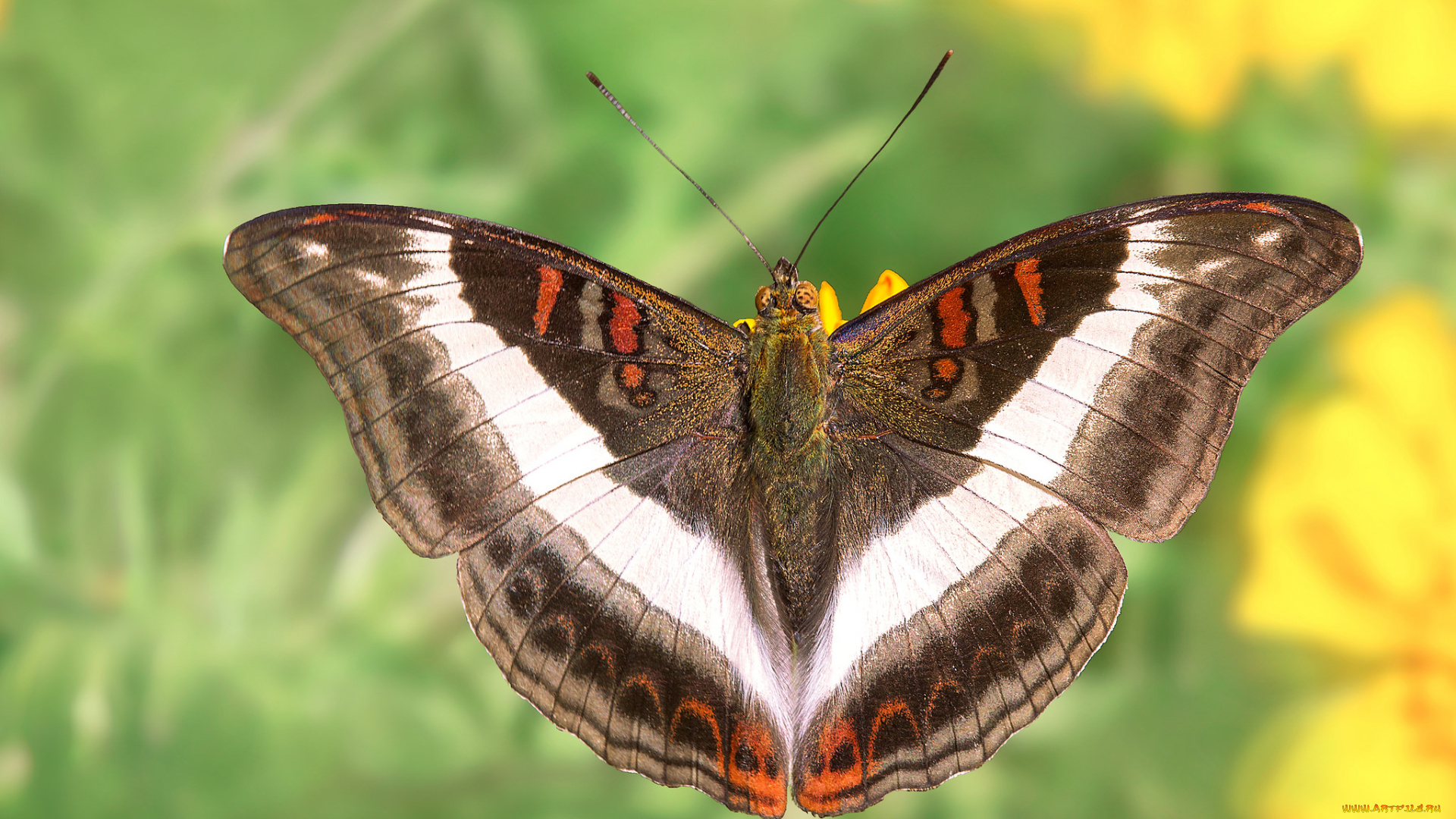 животные, бабочки, , мотыльки, , моли, бабочка