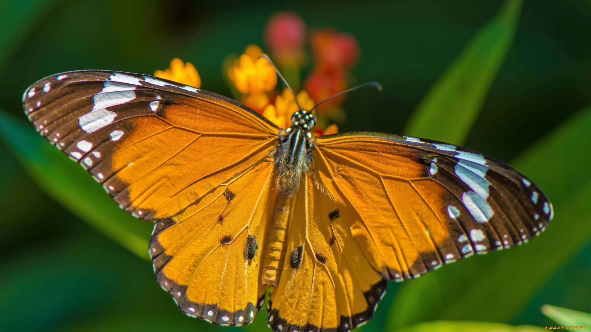 животные, бабочки, , мотыльки, , моли, бабочка