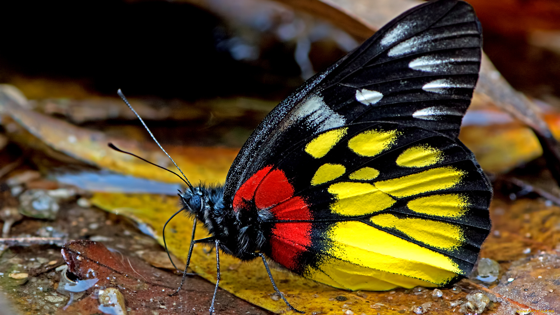 животные, бабочки, , мотыльки, , моли, бабочка