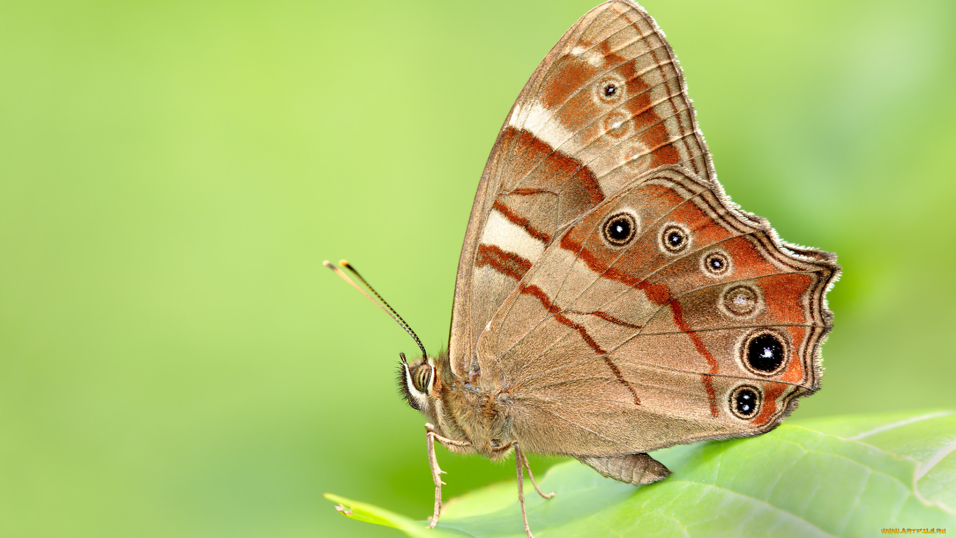 животные, бабочки, , мотыльки, , моли, бабочка