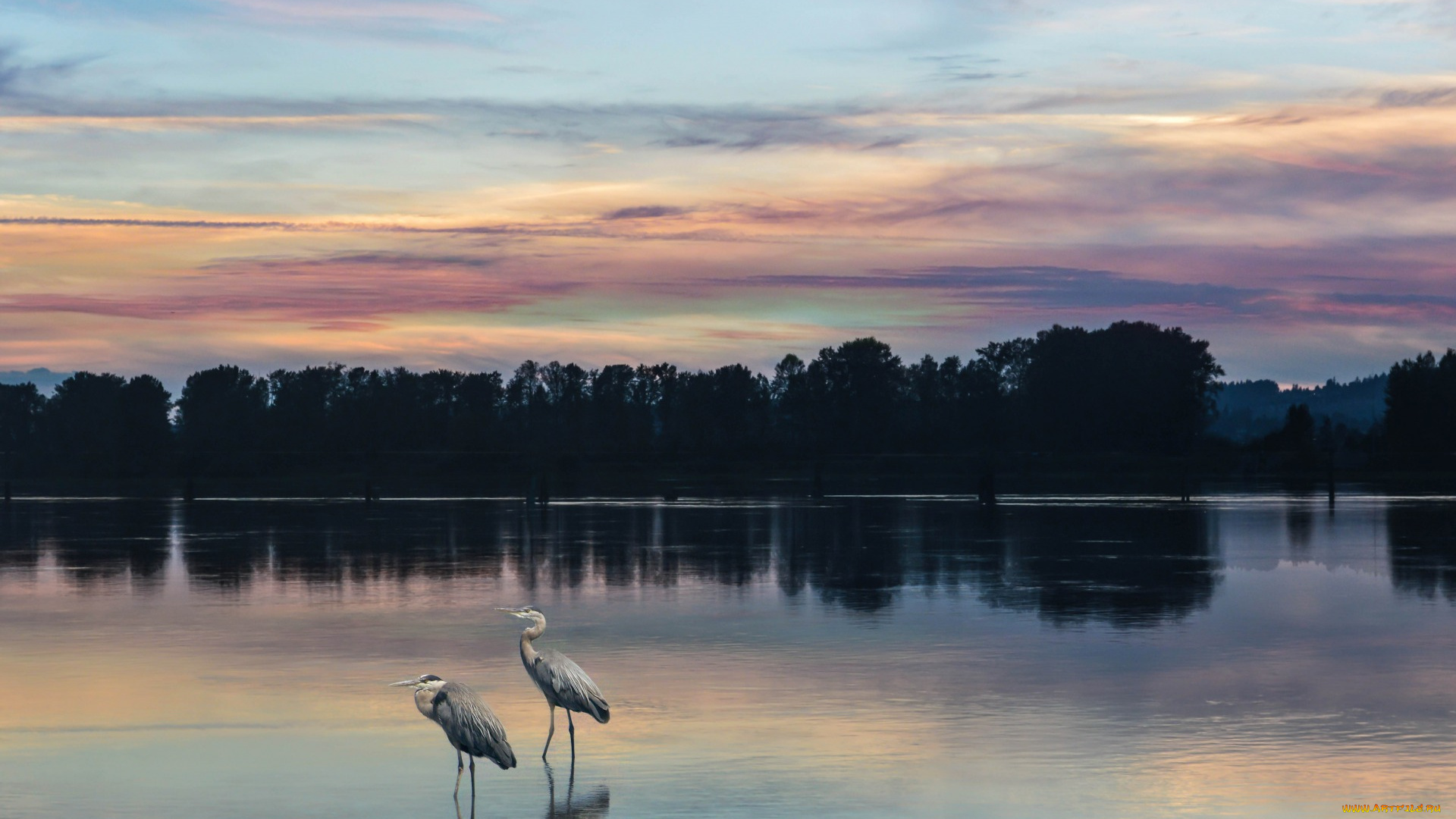 животные, цапли, , выпи, by, dashakern, река, природа, птицы, деревья, небо